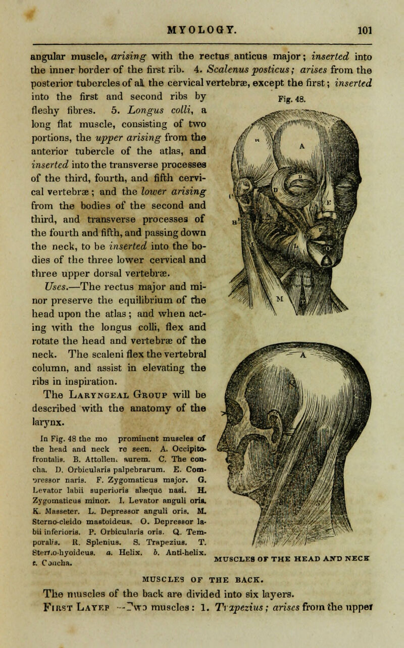 angular muscle, arising with the rectus anticus major; inserted into the inner border of the first rib. 4. Scalenus posticus; arises from the posterior tubercles of aL the cervical vertebrae, except the first; inserted into the first and second ribs by fleshy fibres. 5. Longus colli, a long flat muscle, consisting of two portions, the upper arising from the anterior tubercle of the atlas, and inserted into the transverse processes of the third, fourth, and fifth cervi- cal vertebrae; and the lower arising from the bodies of the second and third, and transverse processes of the fourth and fifth, and passing down the neck, to be inserted into the bo- dies of the three lower cervical and three upper dorsal vertebrae. Uses.—The rectus major and mi- nor preserve the equilibrium of the head upon the atlas ; and when act- ing with the longus colli, flex and rotate the head and vertebrae of the neck. The scaleni flex the vertebral column, and assist in elevating the ribs in inspiration. The Laryngeal Group will be described with the anatomy of the larynx. In Fig. 48 the mo prominent muscles of the head and neck ro seen. A. Occipito- trontalis. B. Attollen. aurem. C. The con- cha. D. Orbicularis palpebrarum. E. Cooo- •jressor naris. F. Zygomaticua major. G. Levator labii superioris alffique naai. H. Zygomaticua minor. 1. Levator anguli una, K. Masseter. L. Depressor anguli oris. M. Stcrno-cleido mastoideus. O. Depressor la- bii inferioria. P. Orbicularis oris. Q. Tem- poralis. It. Splenius. 9. Trapezius. T. Sterr.o-hyoideus. a. Helix, b. Anti-helix, c. Cjncha. Fig. 48. MUSCLES or THE HEAD ANT3 NECK MUSCLES OF THE BACK. The muscles of the back are divided into six layers. First Layf.p -Twa muscles: 1. Tripezius; arises from the upper