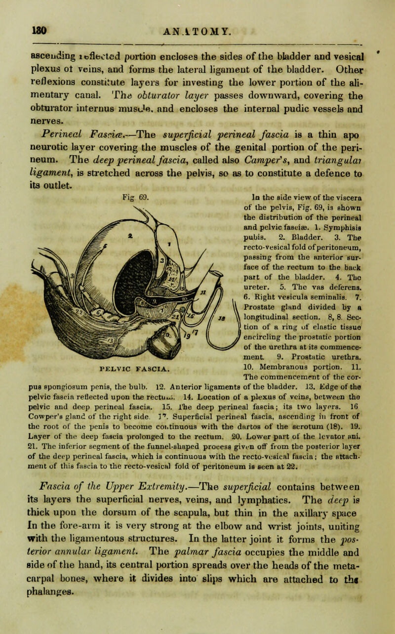 Bflceudjng inflected portion encloses the sides of the bladder and vesical plexus ot veins, and forms the lateral ligament of the bladder. Other reflexions constitute layers for investing the lower portion of the ali- mentary canal. Tho obturator layer passes downward, covering the obturator internus musje. and encloses the internal pudic vessels and nerves. Perineal Fasciee.—The superficial perineal fascia is a thin apo neurotic layer covering the muscles of the genital portion of the peri- neum. The deep perineal fascia, called also Camper's, and triangulai ligament, is stretched across the pelvis, so as to constitute a defence to its outlet. la the side view of the viscera of the pelvis, Fig. 69, is shown the distribution of the perineal and pelvic fasciae. 1. Symphisis pubis. 2. Bladder. 3. The recto-vesical fold of peritoneum, passing from the anterior sur- face of the rectum to the back part of the bladder. 4. The ureter. 5. The vas deferens. 6. Right vesicula seminalis. 7. Prostate gland divided by a , longitudinal section. 8, 8. Sec* J tion of a ring of elastic tissue ' encircling the prostatic portion of the urethra at its commence- ment 9. Prostatic urethra. 10. Membranous portion. 11. The commencement of the cor- pus spongiosum penis, the bulb. 12. Anterior ligaments of the bladder. 13. Kdge of the pelvic fascia reflected upon the rectus. 14. Location of a plexus of veins, between the pelvic and deep perineal fascia. 15. The deep perineal fascia; its two layers. 16 Cowper'e gland of the right side I1. Superficial perineal fascia, ascending in front of the root of the penis to become coi.tinuous with the dartos of the scrotum (18). 19. Layer of the deep fascia prolonged to the rectum. 20. Lower part of the levator ani. 21. The inferior segment of the funnel-shaped process givi-n off from the posterior layer of the deep perineal fascia, which is continuous with the recto-vesical fascia; the attach- ment of this fascia to the recto-vesical fold of peritoneum is seen at 22. Fascia of the Upper Extremity.—The superficial contains between its layers the superficial nerves, veins, and lymphatics. The deep is thick upon the dorsum of the scapula, but thin in the axillary space In the fore-arm it is very strong at the elbow and wrist joints, uniting with the ligamentous structures. In the latter joint it forms the jws- terior annular ligament. The palmar fascia occupies the middle and side of the hand, its central portion spreads over the heads of the meta- carpal bones, where it divides into slips which are attached to th« phalanges. PELVIC FASCIA.