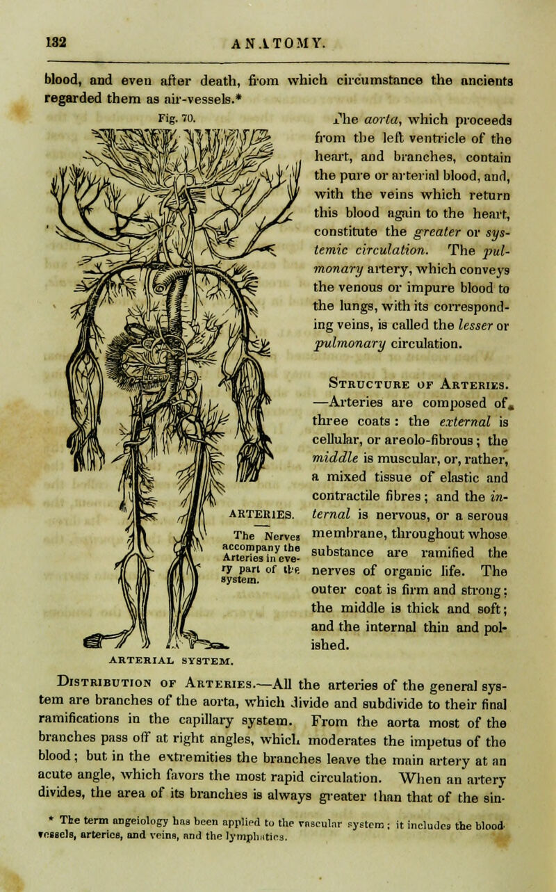 blood, and even after death, from which circumstance the ancients regarded them as air-vessels.* ±he aorta, which proceeds from the left ventricle of the heart, and branches, contain the pure or arterial blood, and, with the veins which return this blood again to the heart, constitute the greater or sys- temic circulation. The pul- monary artery, which conveys the venous or impure blood to the lungs, with its correspond- ing veins, is called the lesser or pulmonary circulation. Structure of Arteries. —Arteries are composed of, three coats : the external is cellular, or areolo-fibrous; the middle is muscular, or, rather, a mixed tissue of elastic and contractile fibres; and the in- ternal is nervous, or a serous The Nerves membrane, throughout whose InSTeve! ^stance are ramified the T part of ibe nerves of organic life. The SVstpm ° outer coat is firm and strong: the middle is thick and soft; and the internal thin and pol- ished. ARTERIAL SYSTEM. Distribution of Arteries.—All the arteries of the general sys- tem are branches of the aorta, which Jivide and subdivide to their final ramifications in the capillary system. From the aorta most of the branches pass off at right angles, which moderates the impetus of the blood; but in the extremities the branches leave the main artery at an acute angle, which favors the most rapid circulation. When an artery divides, the area of its branches is always greater lhan that of the sin- * The term angeiology has been applied to the vnscular system ; it includes the blood, vessels, arteries, and veins, and the lymph;ities.