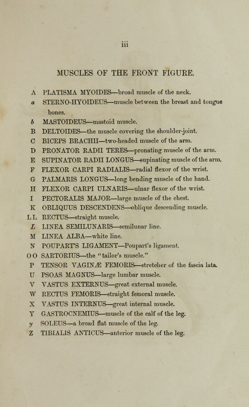 A PLATISMA MYOIDES—broad muscle of the neck. a STERNO-HYOIDEUS—muscle between the breast and tongue bones. 6 MASTOIDEUS—mastoid muscle. B DELTOIDES—the muscle covering the shoulder-joint. C BICEPS BRACHII—two-headed muscle of the arm. D PRONATOR RADII TERES—pronating muscle of the arm. E SUPINATOR RADII LONGUS—supinating muscle of the arm. F FLEXOR CARPI RADIAXIS—radial flexor of the wrist. G PALMARIS LONGUS—long bending muscle of the hand. H FLEXOR CARPI ULNARIS—ulnar flexor of the wrist. I PECTORALIS MAJOR—large muscle of the chest. K OBLIQUUS DESCENDENS—oblique descending muscle. LL RECTUS—straight muscle. L LINEA SEMILUNARIS—semilunar line. M LINEA ALBA—white line. N POUPART'S LIGAMENT—Poupart's ligament. 00 SARTORIUS—the tailor's muscle. P TENSOR VAGINAE FEMORIS—stretcher of the fascia lata. U PSOAS MAGNUS—large lumbar muscle. V VASTUS EXTERNUS—great external muscle. W RECTUS FEMORIS—straight femoral muscle. X VASTUS INTERNUS—great internal muscle. Y GASTROCNEMIUS—muscle of the calf of the leg. y SOLEUS—a broad flat muscle of the leg. Z TIBIALIS ANTICUS—anterior muscle of the leg.