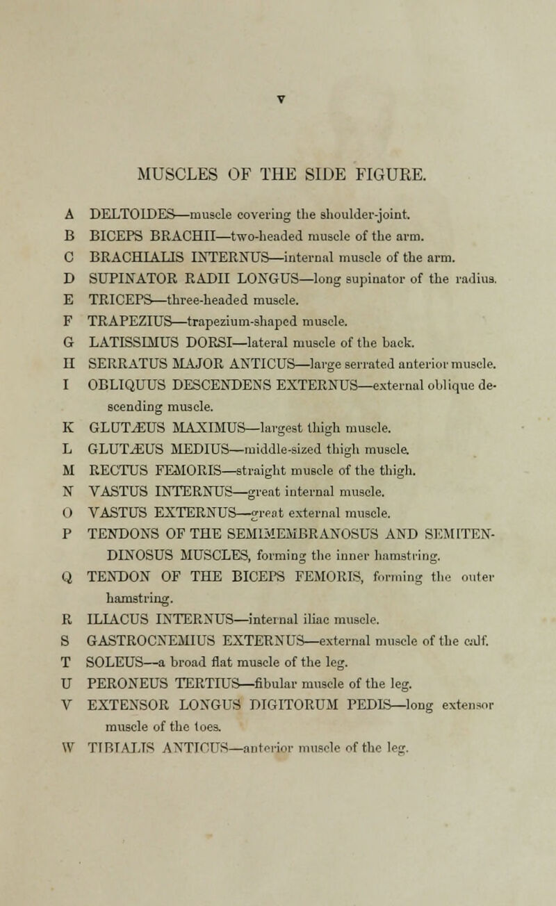 A DELTOIDES—muscle covering the shoulder-joint, B BICEPS BRACHII—two-headed muscle of the arm. C BRACHIALIS INTERNUS—internal muscle of the arm. D SUPINATOR RADII LONGUS—long supinator of the radius. E TRICEPS—three-headed muscle. F TRAPEZIUS—trapezium-shaped muscle. G LATISSIMUS DORSI—lateral muscle of the back. H SERRATUS MAJOR AKTICUS—large serrated anterior muscle. I OBLIQUUS DESCENDENS EXTERNUS—external oblique de- scending muscle. K GLUTEUS MAXIMUS—largest thigh muscle. L GLUTEUS MEDIUS— middle-sized thigh muscle. M RECTUS FEMORIS—straight muscle of the thigh. N VASTUS INTERNUS—great internal muscle. O VASTUS EXTERNUS—great external muscle. P TENDONS OF THE SEMIMEMBRANOSUS AND SEMITEN- DINOSUS MUSCLES, forming the inner hamstring. Q TENDON OF THE BICEPS FEMORIS, forming the outer hamstring. R ILIACUS INTERNUS—internal iliac muscle. S GASTROCNEMIUS EXTERNUS—external muscle of the calf. T SOLEUS—a broad fiat muscle of the leg. U PERONEUS TERTIUS—fibular muscle of the leg. V EXTENSOR LONGUS DIGITORUM PEDIS—long extensor muscle of the toes.