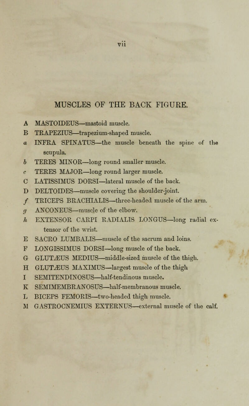 A MASTOIDEUS—mastoid muscle. B TRAPEZIUS—trapezium-shaped muscle. a INTRA SPINATUS—the muscle beneath the spine .if the scupula. 6 TERES MINOR—long round smaller muscle. <• TERES MAJOR—long round larger muscle. C LATISSIMUS DORSI—lateral muscle of the back. D DELTOIDES—muscle covering the shoulder-joint. / TRICEPS BRACHIALIS—three-headed muscle of the arm. g ANCONEUS—muscle of the elbow. h EXTENSOR CARPI RADIALIS LONGUS—long radial ex- tensor of the wrist. E SACRO LUMBALIS—muscle of the sacrum and loin9. F LONGISSIMUS DORSI—long muscle of the back. G GLUTEUS MEDIUS—middle-sized muscle of the thigh. H GLUTJEUS MAXIMUS—largest muscle of the thigh I SEMITENDINOSUS—half-tendinous muscle. K SEMIMEMBRANOSUS—half-membranous muscle. L BICEPS FEMORIS—two-headed thigh muscle.