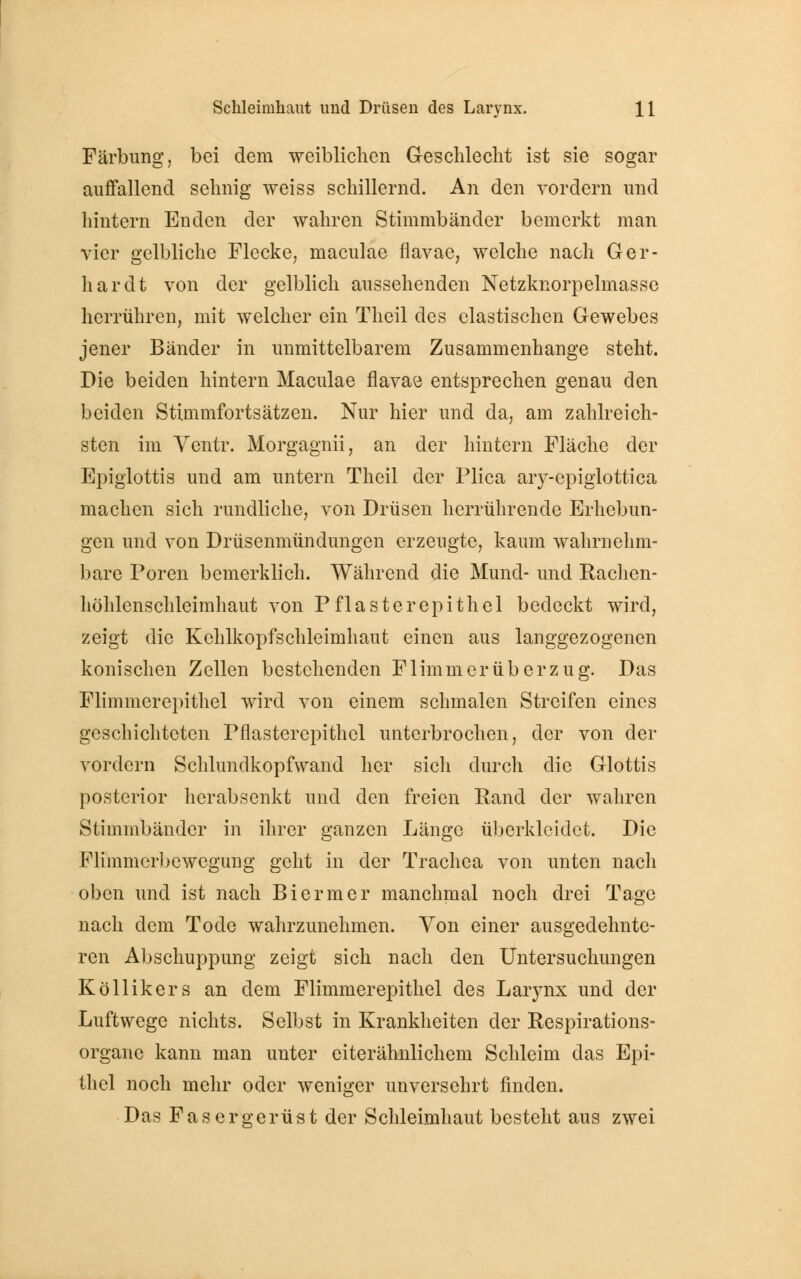 Färbung, bei dem weiblichen Geschlecht ist sie sogar auffallend sehnig weiss schillernd. An den vordem und hintern Enden der wahren Stimmbänder bemerkt man vier gelbliche Flecke, maculae flavae, welche nach Ger- hardt von der gelblich aussehenden Netzknorpelmasse herrühren, mit welcher ein Theil des elastischen Gewebes jener Bänder in unmittelbarem Zusammenhange steht. Die beiden hintern Maculae flavae entsprechen genau den beiden Stimmfortsätzen. Nur hier und da, am zahlreich- sten im Ventr. Morgagnii, an der hintern Fläche der Epiglottis und am untern Theil der Plica ary-epiglottica machen sich rundliche, von Drüsen herrührende Erhebun- gen und von Drüsenmündungen erzeugte, kaum wahrnehm- bare Poren bemerklich. Während die Mund- und Rachen- höhlenschleimhaut von Pflaster epithel bedeckt wird, zeigt die Kehlkopfschleimhaut einen aus langgezogenen konischen Zellen bestehenden Flimmer Überzug. Das Flimmerepithel wird von einem schmalen Streifen eines geschichteten Pflasterepithel unterbrochen, der von der vordem Schlundkopfwand her sich durch die Glottis posterior herabsenkt und den freien Rand der wahren Stimmbänder in ihrer ganzen Länge überkleidet. Die Flimmerbewegung geht in der Trachea von unten nach oben und ist nach Biermer manchmal noch drei Tage nach dem Tode wahrzunehmen. Von einer ausgedehnte- ren Abschuppung zeigt sich nach den Untersuchungen Köllikers an dem Flimmerepithel des Larynx und der Luftwege nichts. Selbst in Krankheiten der Respirations- organe kann man unter eiterähnlichem Schleim das Epi- thel noch mehr oder weniger unversehrt finden. Das Fasergerüst der Schleimhaut besteht aus zwei