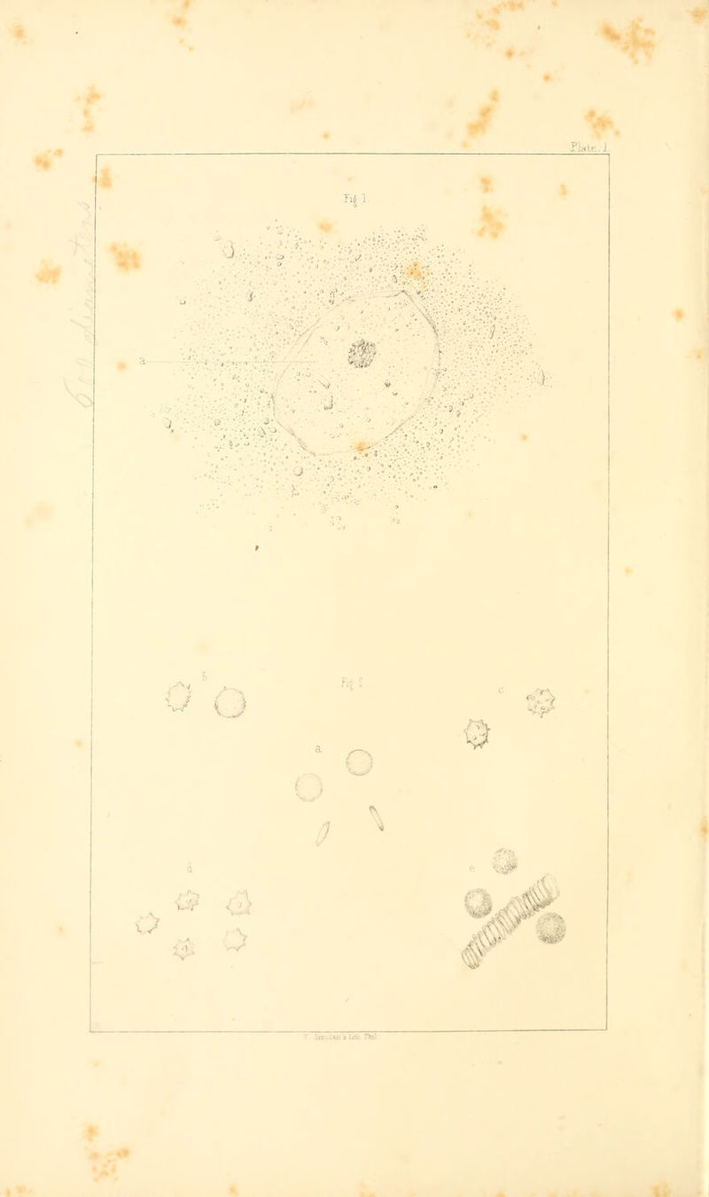 L ■ ■ •' ; ■ • * a ■■.-:**