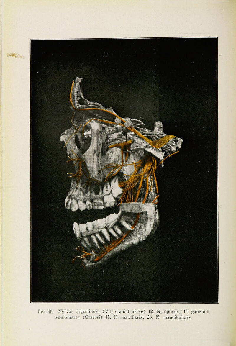 Fig. 18. Nervus trigeminus; (Vth cranial nerve) 12. N. opticus; 14. ganglion
