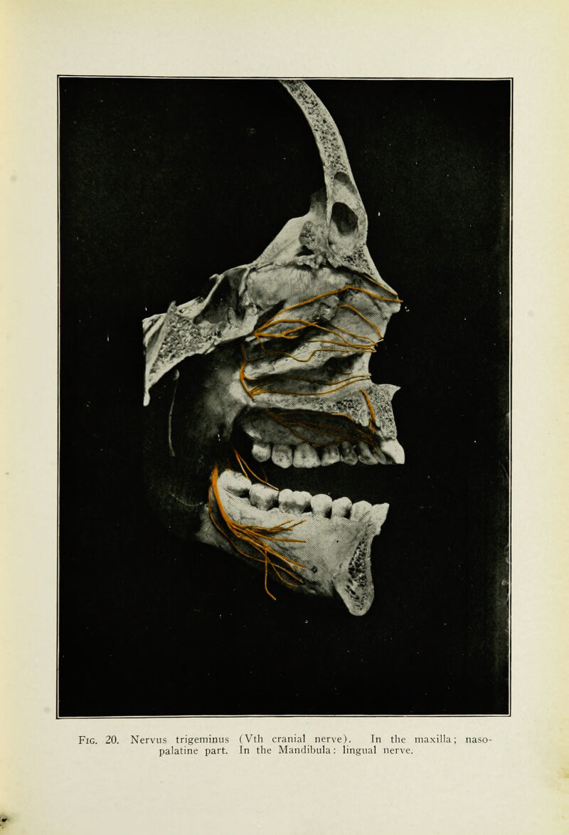 Fig. 20. Nervus trigeminus palatine part. (Vth cranial nerve). In the ina.xilla; In the Mandibula: hngual nerve.