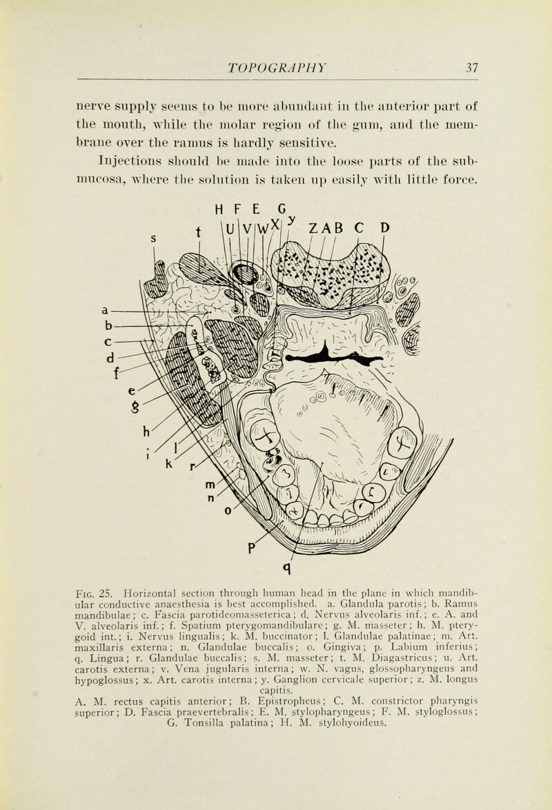 nerve supply seems to be more nl)niulaiit in the anterior part of the month, while the molar region of the gum, and the mem- brane over the ranms is hardly sensitive. Injections slionld l»e made into the loose jiarts of the snb- mncosa, where tlie solution is taken up easily witli little force. Fig. 25. Horizontal section through human licad in the plane in which mandib- ular conductive anaesthesia is best accomplished, a. Glandula parotis; b. Ramus mandibulae; c. Fascia parotideoniasseterica; d. Nervus alveolaris inf.; e. A. and V. alveolaris inf.; f. Spatium pterygoniandibulare; g. M. masseler; h. M. ptery- goid int.; i. Nervus lingualis; k. M. buccinator; 1. Glandulae palatinae; m. Art. maxillaris externa; n. Glandulae buccalis; o. Gingiva; p. Labium inferius; q. Lingua; r. Glandulae buccalis; s. M. masseter; t. M. Diagastricus; u. Art. carotis externa; v. Vena jugularis interna; w. N. vagus, glossopharyngeus and hypoglossus; x. Art. carotis interna; y. Ganglion cervicale superior; z. M. longus capitis. A. M. rectus capitis anterior; B. Epistropheus; C. M. constrictor pharyngis superior; D. Fascia praevertebralis; E. M. stylopharyngeus; F. M. styloglossus; G. Tonsilla palatina; H. M. stylohyoideus.