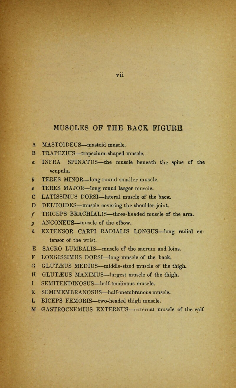 A MASTOIDEUS—mastoid muscle. B TRAPEZIUS—trapezium-shaped muscle. o INFRA SPINATUS—the muscle beneath the spine of th6 ecupula. * TERES MINOR—long round smaller muscle. c TERES MAJOR—long round larger muscle. C LATISSIMUS DORSI—lateral muscle of the baca. D DELTOIDES—muscle covering the shoulder-joint. f TRICEPS BRACHIALIS—three-headed muscle of the arm. g ANCONEUS—muscle of the elbow. A EXTENSOR CARPI RADIALIS LONGUS—long radial ex- tensor of the wrist. E SACRO LUMBALIS—muscle of the sacrum and loins. F LONGISSIMUS DORSI—long musclo of the back. (i GLUTEUS MEDIUS—middle-sized muscle of the thigh. H GLUTjEUS MAXIMUS—largest muscle of the thigh. [ SEMITENDINOSUS—half-tendinous muscle. K SEMIMEMBRANOSUS—half-membranous muscle. L BICEPS FEMORIS—two-headed thigh muscle. M GASTROCNEMIUS EXTERNUS—eternal muscle of the calf