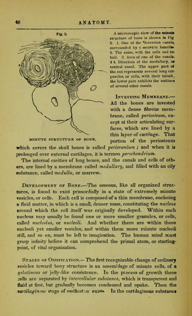 Fig. a A microscopic view ai the minutf structure of bone is shown in Tig 2. I. One oi the Haversian canals, surrounded by c Jicertric lnmelln 2. The same, with the cells and tu> buli. 3. Area of one of the canals. 4 4. Direction ot the medullary, en central canal. The upper part orf - the cut represents several long cor- puscles, or cells, with their tubuli, the lower part exhibits the outlines of several other canalB. Investing Membrane.— All the bones are invested with a dense fibrous mem- brane, called periosteum, ex- cept at their articulating sur- faces, which are lined by a thin layer of cartilage. That portion of the periosteum which covers the skull bones is called pericranium ; and when it is prolonged over external cartilages, it is termed perichondrium. The internal cavities of long bones, and the canals and cells of oth- ers, are lined by a membrane called medullary, and filled with an oily Bubstance, called medulla, or marrow. MINUTE STRUCTURE OT BONE. Development or Bone.—The osseous, like all organized struc- tures, is found to exist primordiaDy in a state of extremely minute vesicles, or cells. Each cell is composed of a thin membrane, enclosing a fluid matter, in which is a small, denser mass, constituting the nucleus eround which the cell itself was originally developed. Within each nucleus may usually be found one or more smaller granules, or cells, called nucleolus, or nucleoli. And whether there are within these nucleoli yet smaller vesicles, and within them more minute nucleoli still, and so on, must be left to imagination. The human mind must grasp infinity before it can comprehend the primal atom, or starting- point, of vital organization. Stages or Ossification.— The first recognizable change of ordinary resides toward bony structure is an assemblage of minute cells, of n gelatinous or jelly-like consistence. In the piocess of growth these jells are separated by intercellular substance, which is transparent and fluid at first, but gradually becomes condensed and opake. Then the tartilaginmt stage of ossificat or exists. In the cartilaginous snbstanc*