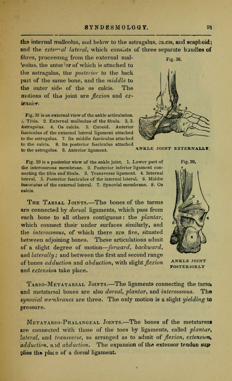 tha internal malleolus, and below to the astragalus, ca.cis, and scaphoid; and the external lateral, which consists of three separate bundles of fibres, proceeding from the external mal- leolus, the ante) ;or of which is attached to the astragalus, the posterior to the back part of the same bone, and the middle to the outer side of the os calcis. The motions of this joint are flexion and ex- tensior, Fig. 38 is an external view of the ankle articulation. I. Tibia. 2. External malleolus of the fibula. 3, 3. Astragalus. 4. Os calcis. 5. Cuboid. Anterior fasciculus of the external lateral ligament attached to the astragalus. 7. Its middle fasciculus attached to the calcis. 8. Its posterior fasciculus attached to the astragalus. 9. Anterior ligament. Fig. 38. ANKLE JOINT EXTERNALLY. Fig. 39 is a posterior view of the ankle joint. 1. Lower part of the interosseous membrane. 2. Posterior inferior ligament con- necting the tibia and fibula. 3. Transverse ligament. 4. Internal lateral. 5. Posterior fasciculus of the internal lateral. 6. Middle fasciculus of the external lateral. 7. Synovial membrane. 8. Os calcis. The Tarsal Joints.—The bones of the tarsus are connected by dorsal ligaments, which pass from each bone to all others contiguous: the plantar, which connect their under surfaces similarly, and the interosseous, of which there are five, situated between adjoining bones. These articulations admit of a slight degree of motion—-forward,, backward, and laterally; and between the first and second range of bones adduction and abduction, with slight flexion and extension take place. Fig. 39. ANKLE JOINT POSTERIORLY Tarso-Metatarsal Joints.—The ligaments connecting the tarsai and metatarsal bones are also dorsal, plantar, and interosseous. The synovial menbranes are three. The only motion is a slight yielding to pressure. Metatarso-Phalangeal Joints.—The bones of the metatarsal are connected with those of the toes by ligaments, called plantar, lateral, and transverse, so arranged as to admit of fl,exion, extension, adduction, a. id abduction. The expansion of tha extensor tendon suj» plies the place of a dorsal ligament.