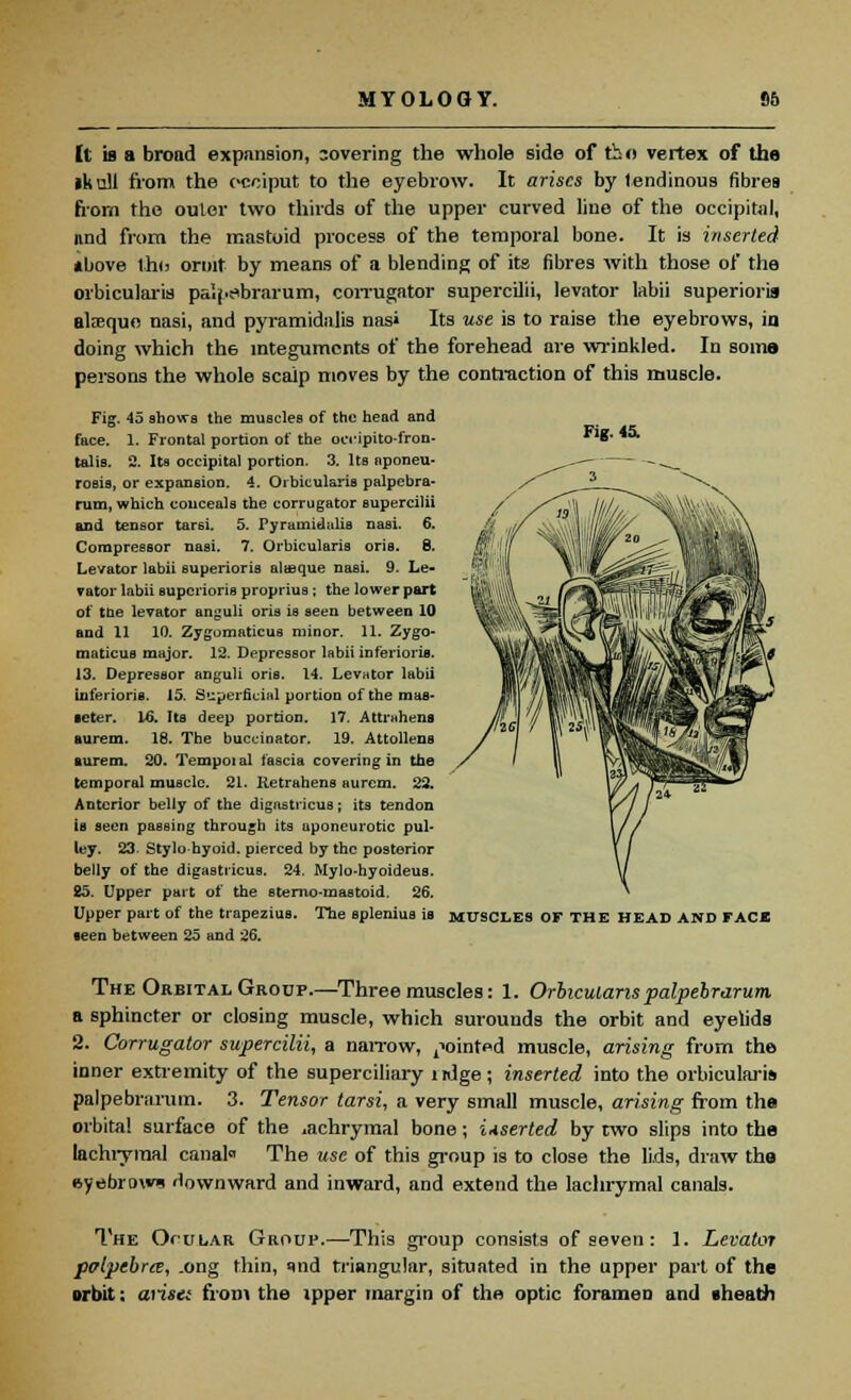 It is a broad expansion, covering the whole side of th<» vertex of the ikull from the occiput to the eyebrow. It arises by tendinous fibres from the outer two thirds of the upper curved line of the occipital, and from the mastoid process of the temporal bone. It is inserted above tho ormt- by means of a blending of its fibres with those of the orbicularis palpebrarum, corrugator supercilii, levator labii superioris alseque nasi, and pyramidnJis nasi Its use is to raise the eyebrows, in doing which the integuments of the forehead are wrinkled. In some persons the whole scalp moves by the contraction of this muscle. Fig. 45. Fig. 45 shows the muscles of the head and face. 1. Frontal portion of the oeripito-fron- talis. 2. Ita occipital portion. 3. Its aponeu- rosis, or expansion. 4. Orbicularis palpebra- rum, which conceals the corrugator supercilii and tensor tarsi. 5. ryramidiilia nasi. 6. Compressor nasi. 7. Orbicularis oris. 8. Levator labii superioris alaaque nasi. 9. Le- vator labii superioris proprius ; the lower part of the levator anguli oris is seen between 10 and 11 10. Zygomaticua minor. 11. Zygo- matics major. 12. Depressor labii inferioris. 13. Depressor anguli oris. 14. Levator labii inferioris. 15. Superficial portion of the mas- •eter. 16. He deep portion. 17. Attmhens aurem. 18. The buccinator. 19. Attollena aurem. 20. Tempotal fascia covering in the temporal muscle. 21. Retrahens aurem. 23. Anterior belly of the digastricus; its tendon is seen passing through its aponeurotic pul- ley. 23. Stylo hyoid. pierced by the posterior belly of the digastricus. 24. Mylo-hyoideus. 25. Upper part of the sterno-mastoid. 26. Upper part of the trapezius. The splenius ia MUSCLES OF THE HEAD AND FACE ■een between 25 and 26. The Orbital Group.—Three muscles: 1. Orbicularis palpebrarum a sphincter or closing muscle, which surounds the orbit and eyelids 2. Corrugator supercilii, a narrow, ^oint«d muscle, arising from the inner extremity of the superciliary iidge; inserted into the orbicularis palpebrarum. 3. Tensor tarsi, a very small muscle, arising from the orbital surface of the ^achrymal bone; inserted by two slips into the lachrymal canak The use of this group is to close the lids, draw the eyebrow* downward and inward, and extend the lachrymal canals. The OruLAR Group.—This group consists of seven: 1. Levator pviptbra, _ong thin, *uid triangular, situated in the upper part of the orbit; arise: from the ipper margin of the optic foramen and sheatfi