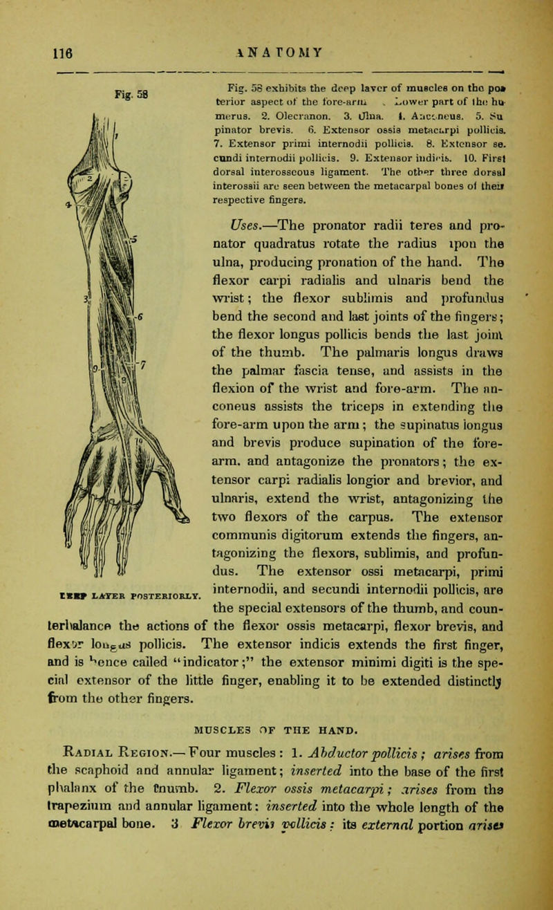 „. „ Fig. 58 exhibits the deep laver of muscles on the po» terior aspect of the t'ore-arlli . Lower part of 1 ho hi* merus. 2. Olecranon. 3. Jlua. 1. A:ic.neus. 5. Su pinator brevis. 6\ Extensor ossis metacurpi pollicis. 7. Extensor prirai internodii pollicis. 8. Extensor se. condi internodii pollicis. 9. Extensor iudieib. 10. First dorsal interosseous ligament. The other three dorsal interossii are 6een between the metacarpal bones oi thei* respective fingers. Uses.—The pronator radii teres and pro- nator quadratus rotate the radius ipoti the ulna, producing pronation of the hand. The flexor carpi radialis and ulnaris bend the wrist; the flexor sublimis and profundus bend the second and last joints of the fingers; the flexor longus pollicis bends the last John of the thumb. The palmaris longus draws the palmar fascia tense, and assists in the flexion of the wrist and fore-arm. The an- coneus assists the triceps in extending the fore-arm upon the arm ; the supinatus longus and brevis produce supination of the fore- arm, and antagonize the pronators; the ex- tensor carp; radialis longior and brevior, and ulnaris, extend the wrist, antagonizing the two flexors of the carpus. The extensor communis digitorum extends the fingers, an- tagonizing the flexors, sublimis, and profun- dus. The extensor ossi metacarpi, primi internodii, and secundi internodii pollicis, are the special extensors of the thumb, and coun- terbalance the actions of the flexor ossis metacarpi, flexor brevis, and flexor loiigos pollicis. The extensor indicis extends the first finger, and is ^ence called  indicator; the extensor minimi digiti is the spe- cial extensor of the little finger, enabling it to be extended distinctly from the other fingers. ESKP LATER POSTERIORLY. MUSCLES OF THE HAND. Radial Region.— Four muscles : 1. Abductor pollicis ; arises from the scaphoid and annular ligament; inserted into the base of the first phalanx of the Cnumb. 2. Flexor ossis metacarpi; arises from the trapezium and annular ligament: inserted into the whole length of the metacarpal bone. 3 Flexor bremi vcllicis: its external portion aristf