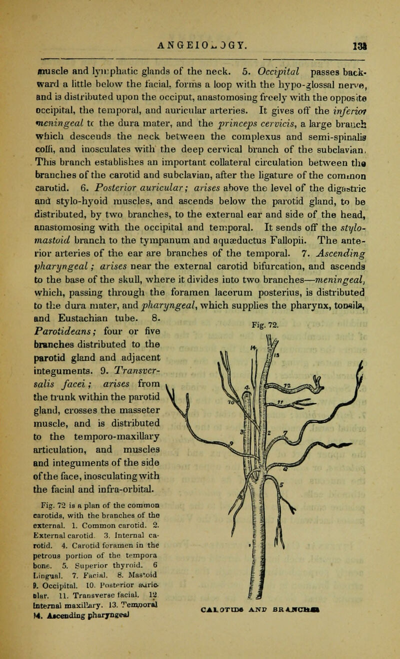 Fig. 72. muscle and lymphatic glands of the neck. 5. Occipital passes back- ward a little below the facial, forms a loop with the hypo-glossal neive, and is distributed upon the occiput, anastomosing freely with the opposite occipital, the temporal, and auricular arteries. It gives oft' the inferior meningeal tc the dura mater, and the princeps cervicis, a large branch which descends the neck between the complexus and serni-spinalis colli, and inosculates with the deep cervical branch of the subclavian, This branch establishes an important collateral circulation between tha branches of the carotid and subclavian, after the ligature of the cominon carotid. 6. Posterior auricular; arises above the level of the digastric and stylo-hyoid muscles, and ascends below the parotid gland, to be distributed, by two branches, to the external ear and side of the head, anastomosing with the occipital and temporal. It sends off the stylo- mastoid branch to the tympanum and aqureductus Fallopii. The ante- rior arteries of the ear are branches of the temporal. 7. Ascending pharyngeal; arises near the external carotid bifurcation, and ascends to the base of the skull, where it divides into two branches—meningeal, which, passing through the foramen lacorum posterius, is distributed to the dura mater, and pharyngeal, which supplies the pharynx, toiwila, and Eustachian tube. 8. Paroiideans; four or five branches distributed to the parotid gland and adjacent integuments. 9. Transvcr- salis facei; arises from the trunk within the parotid gland, crosses the masseter muscle, and is distributed to the temporo-maxillary articulation, and muscles and integuments of the side of the face, inosculating with the facial and infra-orbital. Fig. 72 is n plan of the common carotids, with the branches of the external. 1. Common carotid. 2. External carotid. 3. Internal ca- rotid. 4. Carotid foramen in the petrous portion of the tempora bone. 5. Superior thyroid. 6 Lingual. 7. Facial. 8. Mastoid 9. Occipital. 10. Posterior auric- olar. 11. Transverse facial. 12 internal maxilWy. 13. Temporal CA1>0TlD. ANB brajtcm.