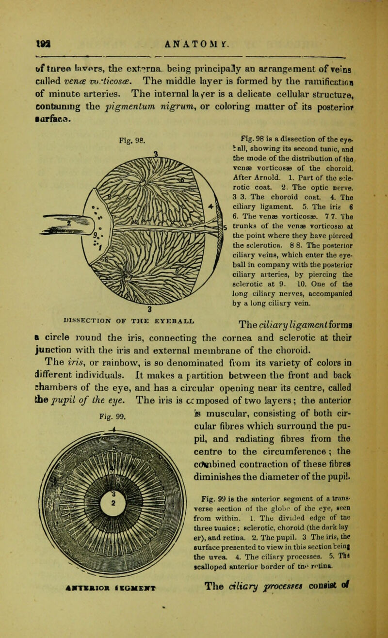 m AN ATOM If. uf turee l:ivprs, the externa being principally an arrangement of veins culled vcnce vv:ticos<e. The middle layer is formed by the rniniRciitiGa of minute arteries. The internal layer is a delicate cellular structure, containing the pigmentum nigrum, or coloring matter of its posterior ■urfacQ. Fig. 9e. DISSECTION OF THE EYEBALL Fig. 98 is 8 dissection of the eye- Vall, showing its second tunic, and the mode of the distribution of tho venae vorticosffi of the choroid. After Arnold. 1. Part of the scle- rotic coat. 2. The optic nerve. 3 3. The choroid coat. 4. The ciliary ligament. 5. The iris 6 6. The vense vorticosa*. 7 7. 'the trunks of the vcniB vorticosai at the point where they have pierced the sclerotica. 8 8. The posterior ciliary veins, which enter the eye- ball in company with the posterior ciliary arteries, by piercing the sclerotic at 9. 10. One of the long ciliary nerves, accompanied by a long ciliary vein. The ciliary ligament forms a circle round the iris, connecting the cornea and sclerotic at their Junction with the iris and external membrane of the choroid. The iris, or rainbow, is so denominated from its variety of colors in different individuals. It makes a raitition between the front and back lhambers of the eye, and has a circular opening near its centre, called (he pupil of the eye. The iris is cemposed of two layers; the anterior Fi„ 99 is muscular, consisting of both cir- cular fibres which surround the pu- pil, and radiating fibres from the centre to the circumference; the cdwbined contraction of these fibres diminishes the diameter of the pupil. Fig. 99 is the anterior segment of a trans- verse section of the glob.1 of the eye, seen from within. 1. The divi.led edge of tne three tunics ; sclerotic, choroid (the dnrk lay er), and retina. 2. The pupil. 3 The iris, the surface presented to view in this section being the uvea. 4. The ciliary processes. 5. Ts* scalloped anterior border of tne retina. ABTSKIOR IIGMEJTT The ciliary procestei consist