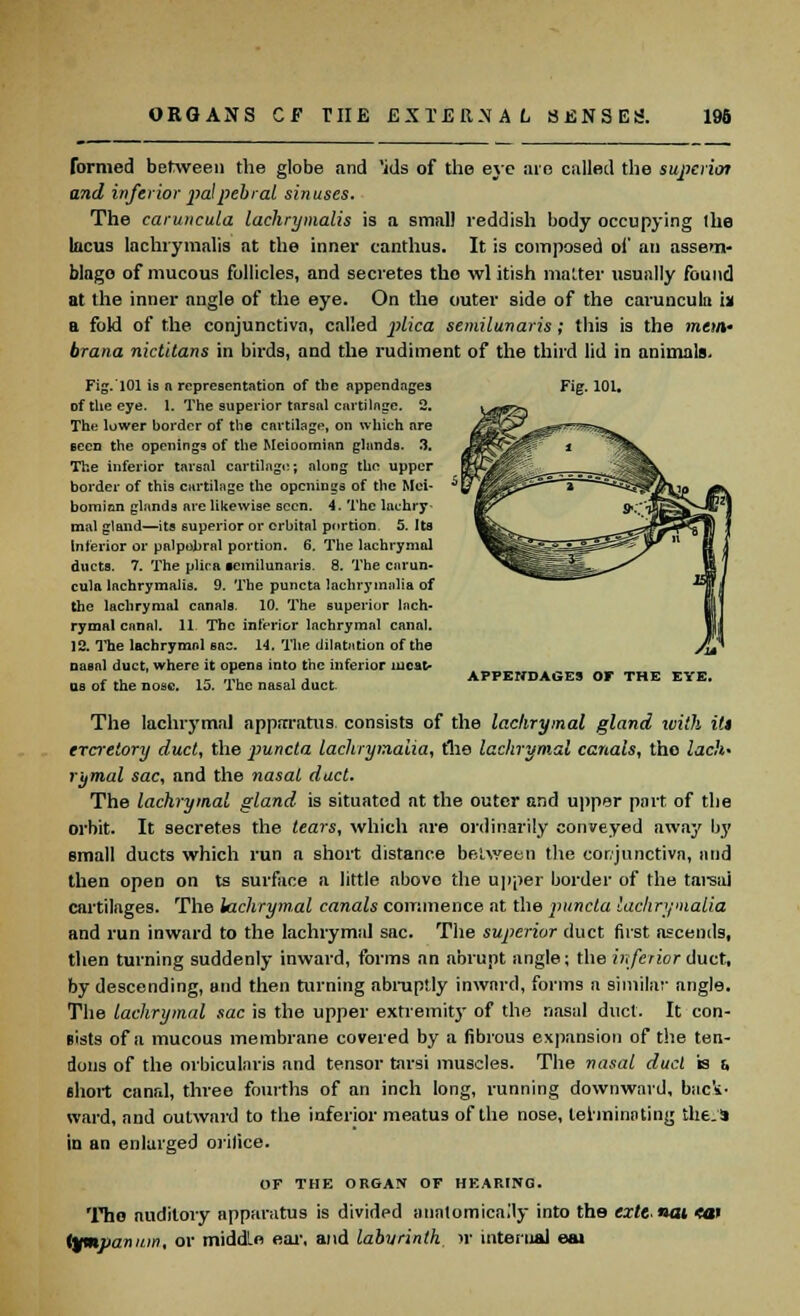 formed between the globe and 'ids of the eye are called the supcrioi and inferior palpebral sinuses. The caruncula lachrymalis is a small reddish body occupying the lacus lachrymalis at the inner canthus. It is composed of an assem- blage of mucous follicles, and secretes the wl itish matter usually found at the inner angle of the eye. On the outer side of the caruncula in a fold of the conjunctiva, called plica semilunaris; this is the mew brana nictitans in birds, and the rudiment of the third lid in animals. Fig.'lOl is a representation of tlie appendages of the eye. 1. The superior tarsal cartilage. 2. The luwer border of the cartilage, on which are seen the openings of the Meioomian glands. .3. The inferior tarsal cartilage; along the upper border of this cartilage the openings of the Mei- bomian glands are likewise seen. 4. The lachry- mal gland—its superior or orbital portion. 5. Its Interior or palpebral portion. 6. The lachrymal ducts. 7. The plica •emilunaris. 8. The carun- cula lachrymalis. 9. The puncta lachrymalia of the lachrymal canals. 10. The superior lach- rymal canal. 11 The inferior lachrymal canal. 12. The lachrymal sac. 14. The dilatation of the nasal duct, where it opens into the inferior meat- us of the nose. 15. The nasal duct. Fig. 101. APPENDAGES OF THE EYE. The lachrymal apparatus consists of the lachrymal gland with itt ercreiory duct, the puncta lachrymalia, fhe lachrymal canals, the lack- rymal sac, and the nasal duct. The lachrymal gland is situated at the outer and upper part of the orbit. It secretes the tears, which are ordinarily conveyed away by email ducts which run a short distance between the conjunctiva, and then open on ts surface a little above the upper border of the tarsal cartilages. The lachrymal canals commence at the puncta lachrymalia and run inward to the lachrymal sac. The superior duct first ascends, then turning suddenly inward, forms an abrupt angle; the inferior duct, by descending, and then turning abruptly inward, forms a similar angle. The lachrymal sac is the upper extremity of the nasal duct. It con- sists of a mucous membrane covered by a fibrous expansion of the ten- dons of the orbicularis and tensor tarsi muscles. The nasal duct is u short canal, three fourths of an inch long, running downward, back- ward, and outward to the inferior meatus of the nose, terminating the.S in an enlarged orifice. OF THE ORGAN OF HEARING. Tho auditory apparatus is divided anatomically into the exit- nai <at tympanum, or middle ear', and labyrinth )r internal eai