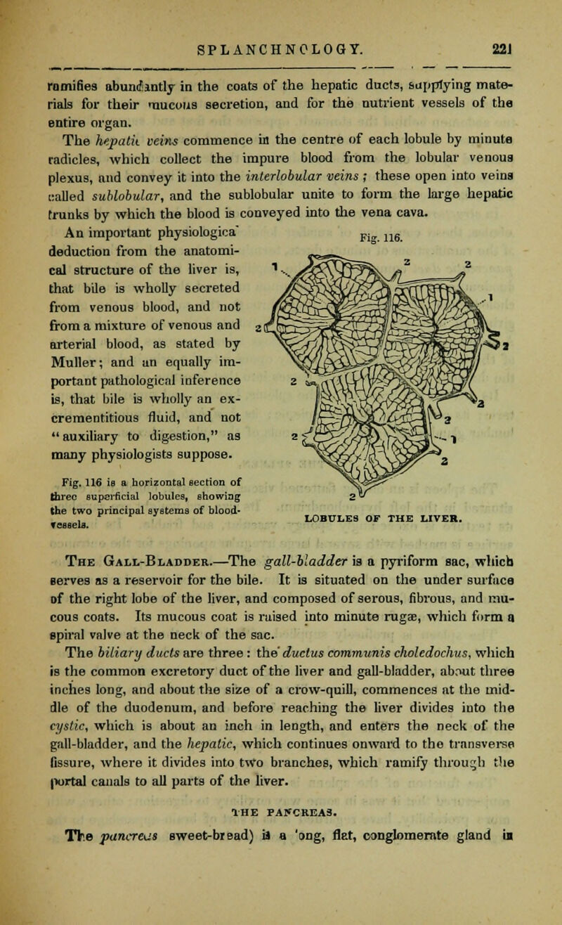 ramifies abundantly in the coats of the hepatic ducts, supplying mate- rials for their mucous secretion, and for the nutrient vessels of the entire organ. The hepatk veins commence in the centre of each lobule by minute radicles, which collect the impure blood from the lobular venous plexus, and convey it into the interlobular veins ; these open into veins called sublobular, and the sublobular unite to form the large hepatic trunks by which the blood is conveyed into the vena cava. An important physiologica* Fio. ng deduction from the anatomi- cal structure of the liver is, that bile is wholly secreted from venous blood, and not from a mixture of venous and arterial blood, as stated by Muller; and an equally im- portant pathological inference is, that bile is wholly an ex- crementitious fluid, and not  auxiliary to digestion, as many physiologists suppose. Fig. 116 is a horizontal section of three superficial lobules, showing the two principal systems of blood- vessels. LOBULES OF THE LIVER. The Gall-Bladder.—The gall-bladder is a pyriform sac, which serves as a reservoir for the bile. It is situated on the under surface of the right lobe of the liver, and composed of serous, fibrous, and mu- cous coats. Its mucous coat is raised into minute rugae, which form a spiral valve at the neck of the sac. The biliary ducts are three : the' ductus communis choledochus, which is the common excretory duct of the liver and gall-bladder, about three inches long, and about the size of a crow-quill, commences at the mid- dle of the duodenum, and before reaching the liver divides into the cystic, which is about an inch in length, and enters the neck of the gall-bladder, and the hepatic, which continues onward to the transverse fissure, where it divides into two branches, which ramify throuijh the portal canals to all parts of the liver. THE PAKCREA3. The pancreas sweet-bread) ii a 'ong, flat, conglomerate gland ii