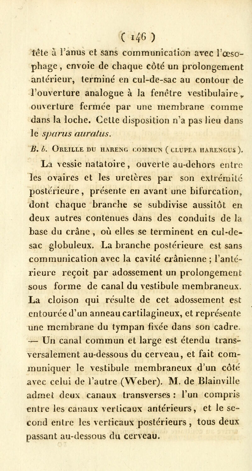 tête à l'anus et sans communication avec l'œso- phage , envoie de chaque côté un prolongement antérieur, terminé en cul-de-sac au contour de l'ouverture analogue à la fenêtre vestibulaire r ouverture fermée par une membrane comme dans la loche. Cette disposition n'a pas lieu dans le spams auratus. B. h. Oreille du hareng commun ( clupea harengus ). La vessie natatoire, ouverte au-dehors entre les ovaires et les uretères par son extrémité postérieure, présente en avant une bifurcation, dont chaque branche se subdivise aussitôt en deux autres contenues dans des conduits de la base du crâne, où elles se terminent en cul-de- sac globuleux. La branche postérieure est sans communication avec la cavité crânienne ; l'anté- rieure reçoit par adossement un prolongement sous forme de canal du vestibule membraneux. La cloison qui résulte de cet adossement est entourée d'un anneau cartilagineux, et représente une membrane du tympan fixée dans son cadre. — Un canal commun et large est étendu trans- versalement au-dessous du cerveau, et fait com- muniquer le vestibule membraneux d'un côté avec celui de l'autre (Weber). M. de Blainville admet deux canaux transverses : l'un compris entre les canaux verticaux antérieurs, et le se- cond entre les verticaux postérieurs , tous deux passant au-dessous du cerveau.