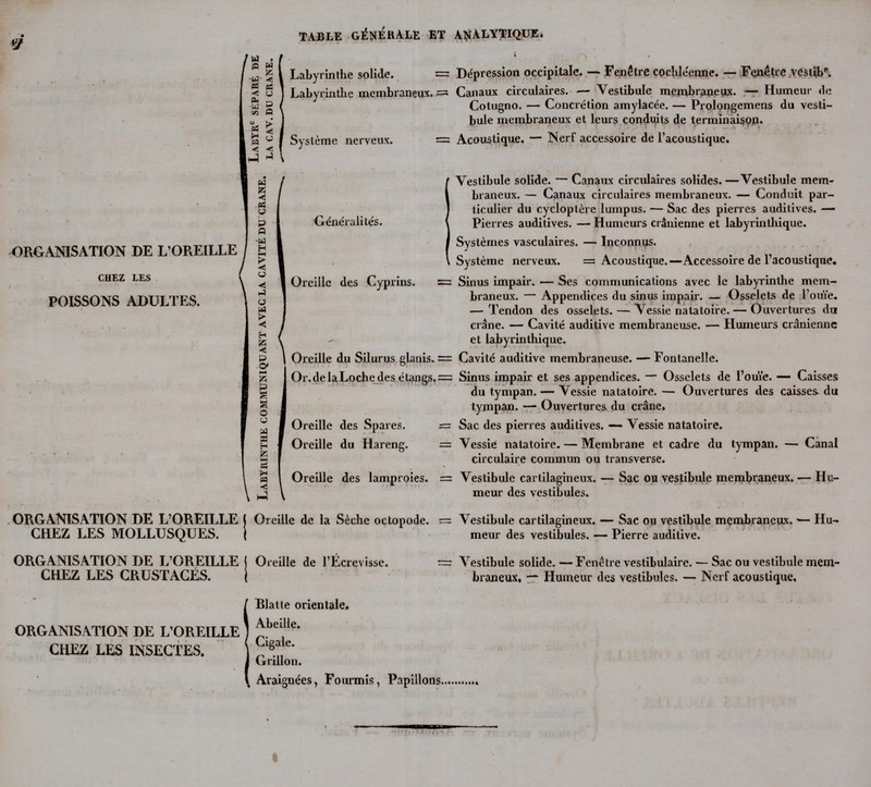 •y ORGANISATION DE L'OREILLE CHEZ LES POISSONS ADULTES. > ORGANISATION DE L'OREILLE CHEZ LES MOLLUSQUES. ORGANISATION DE L'OREILLE CHEZ LES CRUSTACÉS. ORGANISATION DE L'OREILLE CHEZ LES INSECTES. Labyrinthe solide. '• Labyrinthe membraneux. ; Système nerveux. : De'pression occipitale. — Fenêtre cochle'enne. — Fenêtre vcstib*. Canaux circulaires. — Vestibule membraneux. — Humeur de Cotugno. — Concrétion amylacée. — Prolongement du vesti- bule membraneux et leurs conduits de terminaison. Acoustique. — Nerf accessoire de l'acoustique. Généralités. Vestibule solide. — Canaux circulaires solides. —Vestibule mem- braneux. — Canaux circulaires membraneux. — Conduit par- ticulier du cycloplère lumpus. — Sac des pierres auditives. — Pierres auditives. — Humeurs crânienne et labyrinthique. Systèmes vasculaires. — Inconnus. Système nerveux. = Acoustique. —Accessoire de l'acoustique. Oreille des Cyprins. = Sinus impair. — Ses communications avec le labyrinthe mem- braneux. — Appendices du sinus impair. — Osselets de l'ouïe. — Tendon des osselets. — Vessie natatoire. — Ouvertures da crâne. — Cavité auditive membraneuse. — Humeurs crânienne et labyrinthique. Cavité auditive membraneuse. — Fontanelle. Sinus impair et ses appendices. — Osselets de l'ouïe. — Caisses du tympan. — Vessie natatoire. — Ouvertures des caisses- du tympan. — Ouvertures du crâne. Sac des pierres auditives. — Vessie natatoire. Vessie natatoire. — Membrane et cadre du tympan. — Canal circulaire commun ou transverse. Vestibule cartilagineux. — Sac ou vestibule membraneux. — Hu- meur des vestibules. Oreille du Silurus glanis. Or. de la Loche des étangs. Oreille des Spares. Oreille du Hareng. Oreille des lamproies. Oreille de la Sèche octopode. Oreille de l'Ecrevisse. Blatte orientale.. Abeille. Cigale. Grillon. Araignées, Fourmis. Vestibule cartilagineux. — Sac ou vestibule membraneux. ■— Hu- meur des vestibules. — Pierre auditive. Vestibule solide. — Fenêtre vestibulairc. — Sac ou vestibule mem- braneux. — Humeur des vestibules. — Nerf acoustique. Papillons.