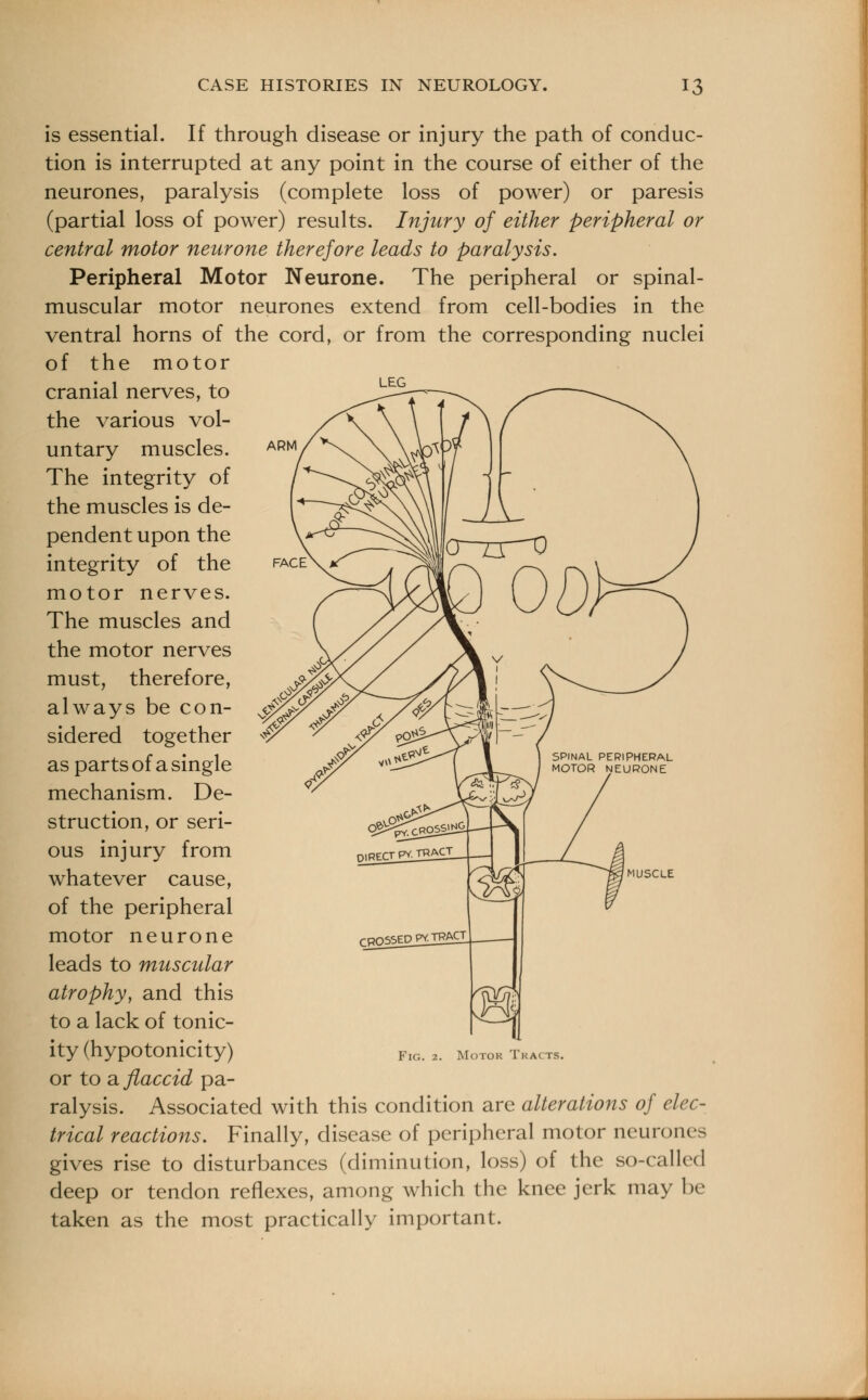 LEG is essential. If through disease or injury the path of conduc- tion is interrupted at any point in the course of either of the neurones, paralysis (complete loss of power) or paresis (partial loss of power) results. Injury of either peripheral or central motor neurone therefore leads to paralysis. Peripheral Motor Neurone. The peripheral or spinal- muscular motor neurones extend from cell-bodies in the ventral horns of the cord, or from the corresponding nuclei of the motor cranial nerves, to the various vol- untary muscles. The integrity of the muscles is de- pendent upon the integrity of the motor nerves. The muscles and the motor nerves must, therefore, always be con- sidered together as parts of a single mechanism. De- struction, or seri- ous injury from whatever cause, of the peripheral motor neurone leads to muscular atrophy, and this to a lack of tonic- ity (hypotonicity) or to a flaccid pa- ralysis. Associated with this condition are alterations of elec- trical reactions. Finally, disease of peripheral motor neurones gives rise to disturbances (diminution, loss) of the so-called deep or tendon reflexes, among which the knee jerk may be- taken as the most practically important. MUSCLE Motor Tkacts.
