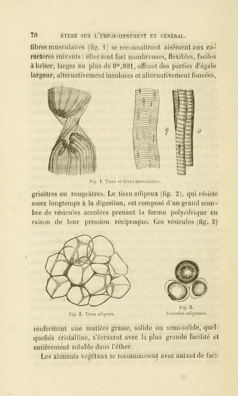 fibres musculaires (ii;.r. 1) se reconnaîtront aisément aux ca- ractères suivants : elles sont fort nombreuses, flexibles, faciles à briser, larges au plus de 0m,001, offrant des parties d'égale largeur, alternativement incolores et alternativement foncées, Fie. 1. Tissu et fiLres musculaire;. grisâtres ou rougeàtres. Le tissu adipeux (fig. 2), qui résiste assez longtemps à la digestion, est composé d'un grand nom- bre de vésicules accolées prenant la forme polyédrique en raison de leur pression réciproque. Ces vésicules (fig. 3) I ;: 2 Til:u il peux. Fig. 3. Vésicules adipeuses. renferment une matière grasse, solide ou semi-solide, quel- quefois cristalline, s'écrasant avec la plus grande facilité et entièrement soluble dans l'éther. Les aliments végétaux se fecttnhàissëfil avec autant de laci-