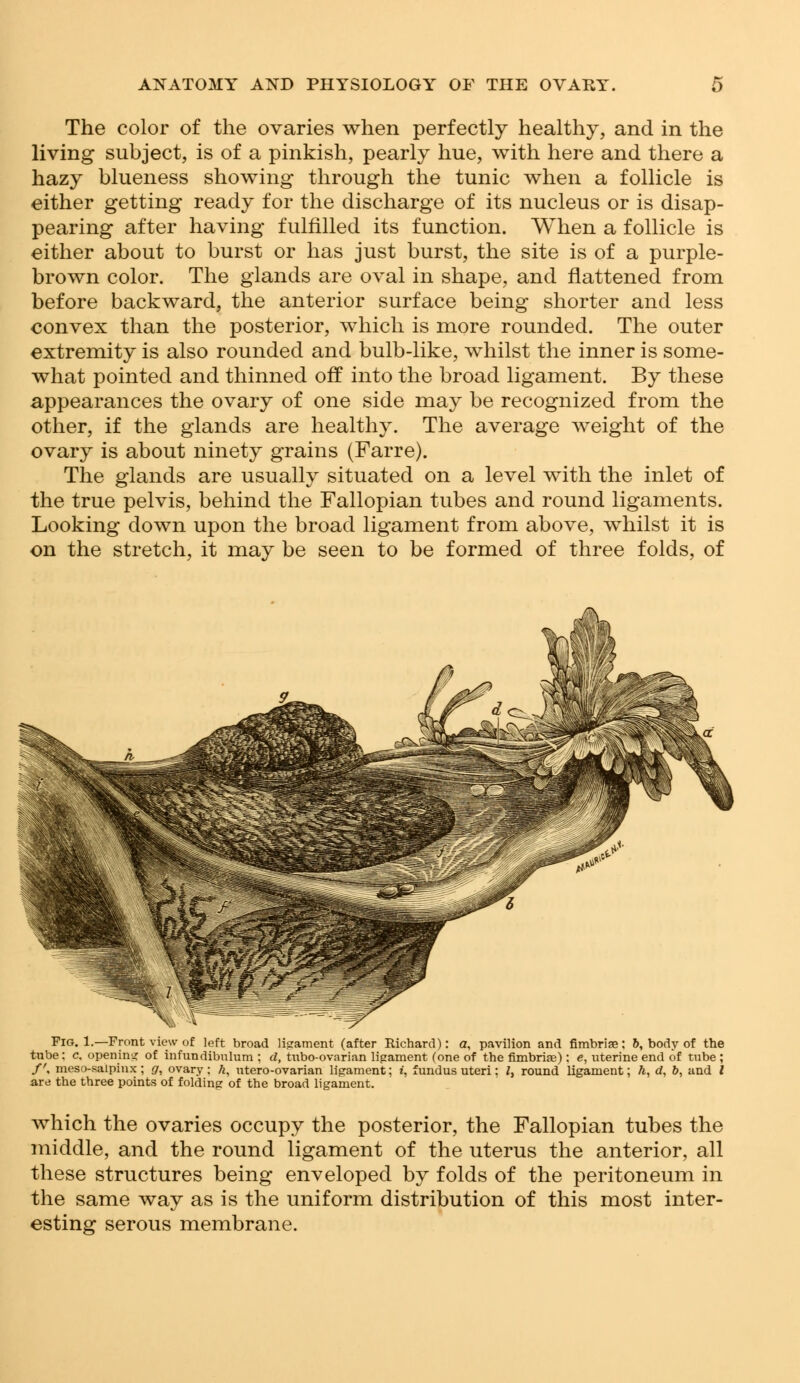 The color of the ovaries when perfectly healthy, and in the living subject, is of a pinkish, pearly hue, with here and there a hazy blueness showing through the tunic when a follicle is either getting ready for the discharge of its nucleus or is disap- pearing after having fulfilled its function. When a follicle is either about to burst or has just burst, the site is of a purple- brown color. The glands are oval in shape, and flattened from before backward, the anterior surface being shorter and less convex than the posterior, which is more rounded. The outer extremity is also rounded and bulb-like, whilst the inner is some- what pointed and thinned off into the broad ligament. By these appearances the ovary of one side may be recognized from the other, if the glands are healthy. The average weight of the ovary is about ninety grains (Farre). The glands are usually situated on a level with the inlet of the true pelvis, behind the Fallopian tubes and round ligaments. Looking down upon the broad ligament from above, whilst it is on the stretch, it may be seen to be formed of three folds, of Fig. 1.—Front view of left broad ligament (after Richard): a, pavilion and fimbriae: &, body of the tube : c. opening of infundibulum : d, tubo-ovarian ligament (one of the fimbria?): e, uterine end of tube ; /', meso-saipinx ; g, ovary: h, utero-ovarian ligament; i, fundus uteri: /, round ligament; h, d, b, and I are the three points of folding of the broad ligament. which the ovaries occupy the posterior, the Fallopian tubes the middle, and the round ligament of the uterus the anterior, all these structures being enveloped by folds of the peritoneum in the same way as is the uniform distribution of this most inter- esting serous membrane.