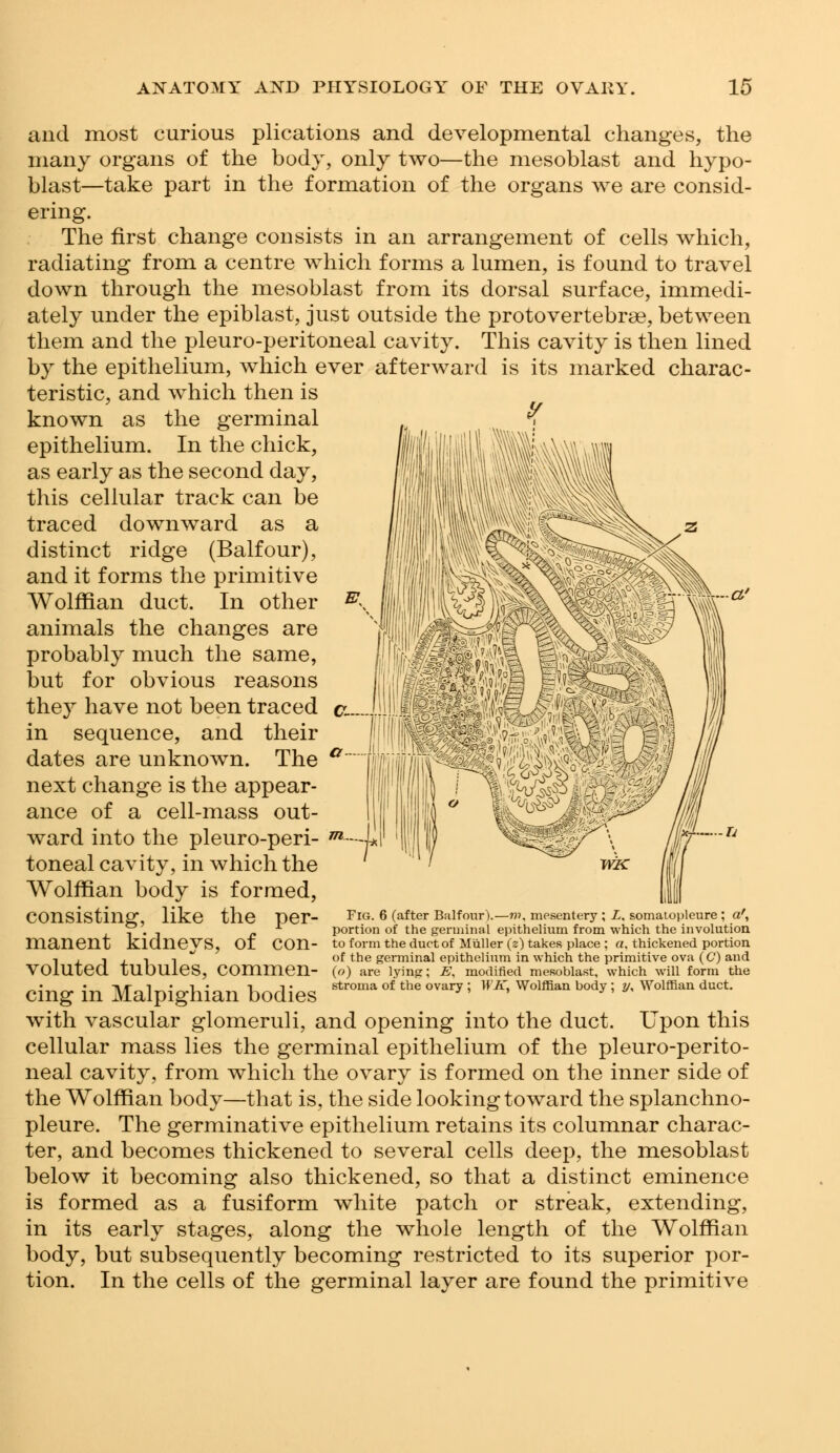 and most curious plications and developmental changes, the many organs of the body, only two—the mesoblast and hypo- blast—take part in the formation of the organs we are consid- ering. The first change consists in an arrangement of cells which, radiating from a centre which forms a lumen, is found to travel down through the mesoblast from its dorsal surface, immedi- ately under the epiblast, just outside the protovertebrse, between them and the pleuro-peritoneal cavity. This cavity is then lined by the epithelium, which ever afterward is its marked charac- teristic, and which then is known as the germinal epithelium. In the chick, as early as the second day, this cellular track can be traced downward as a distinct ridge (Balfour), and it forms the primitive Wolffian duct. In other animals the changes are probably much the same, but for obvious reasons they have not been traced in sequence, and their dates are unknown. The next change is the appear- ance of a cell-mass out- ward into the pleuro-peri- toneal cavity, in which the Wolffian body is formed, consisting, like the per- manent kidneys, of con- voluted tubules, commen- cing in Malpighian bodies with vascular glomeruli, and opening into the duct. Upon this cellular mass lies the germinal epithelium of the pleuro-perito- neal cavity, from which the ovary is formed on the inner side of the Wolffian body—that is, the side looking toward the splanchno- pleure. The germinative epithelium retains its columnar charac- ter, and becomes thickened to several cells deep, the mesoblast below it becoming also thickened, so that a distinct eminence is formed as a fusiform white patch or streak, extending, in its early stages, along the whole length of the Wolffian body, but subsequently becoming restricted to its superior por- tion. In the cells of the germinal layer are found the primitive Fig. 6 (after Balfour).—m, mesentery ; L. somatopleure ; af, portion of the germinal epithelium from which the involution to form the duct of Miiller (z) takes place ; a, thickened portion of the germinal epithelium in which the primitive ova (C) and {o) are lying; E, modified mesoblast, which will form the stroma of the ovary ; WK, Wolffian body ; y, Wolffian duct.