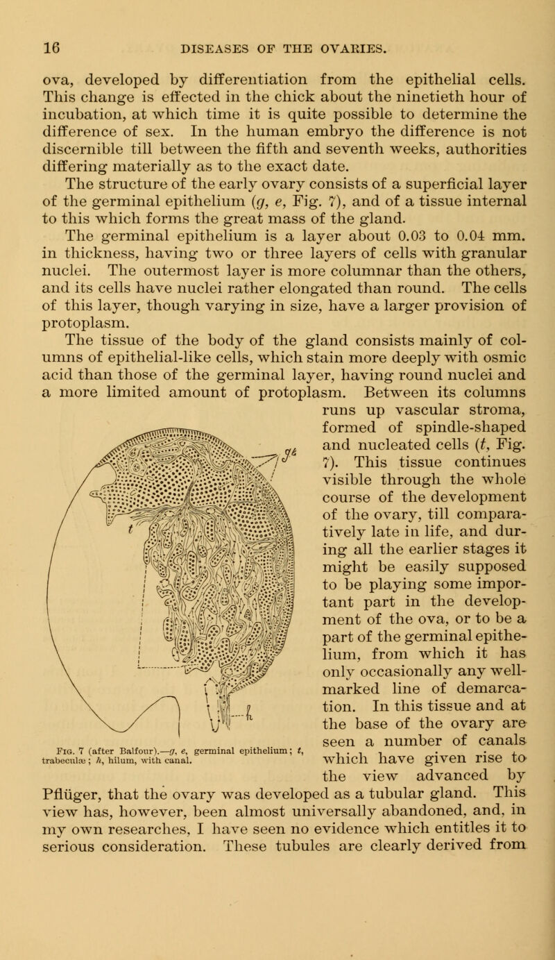 ova, developed by differentiation from the epithelial cells. This change is effected in the chick about the ninetieth hour of incubation, at which time it is quite possible to determine the difference of sex. In the human embryo the difference is not discernible till between the fifth and seventh weeks, authorities differing materially as to the exact date. The structure of the early ovary consists of a superficial layer of the germinal epithelium (g, e, Fig. 7), and of a tissue internal to this which forms the great mass of the gland. The germinal epithelium is a layer about 0.03 to 0.04 mm. in thickness, having two or three layers of cells with granular nuclei. The outermost layer is more columnar than the others, and its cells have nuclei rather elongated than round. The cells of this layer, though varying in size, have a larger provision of protoplasm. The tissue of the body of the gland consists mainly of col- umns of epithelial-like cells, which stain more deeply with osmic acid than those of the germinal layer, having round nuclei and a more limited amount of protoplasm. Between its columns runs up vascular stroma, formed of spindle-shaped and nucleated cells (t, Fig. 7). This tissue continues visible through the whole course of the development of the ovary, till compara- tively late in life, and dur- ing all the earlier stages it might be easily supposed to be playing some impor- tant part in the develop- ment of the ova, or to be a part of the germinal epithe- lium, from which it has only occasionally any well- marked line of demarca- tion. In this tissue and at the base of the ovary are seen a number of canals which have given rise to the view advanced by Pfliiger, that the ovary was developed as a tubular gland. This view has, however, been almost universally abandoned, and, in my own researches, I have seen no evidence which entitles it to serious consideration. These tubules are clearly derived from Fig. 7 (after Balfour).—g, e, germinal epithelium trabecular ; h, hilum, with, canal.