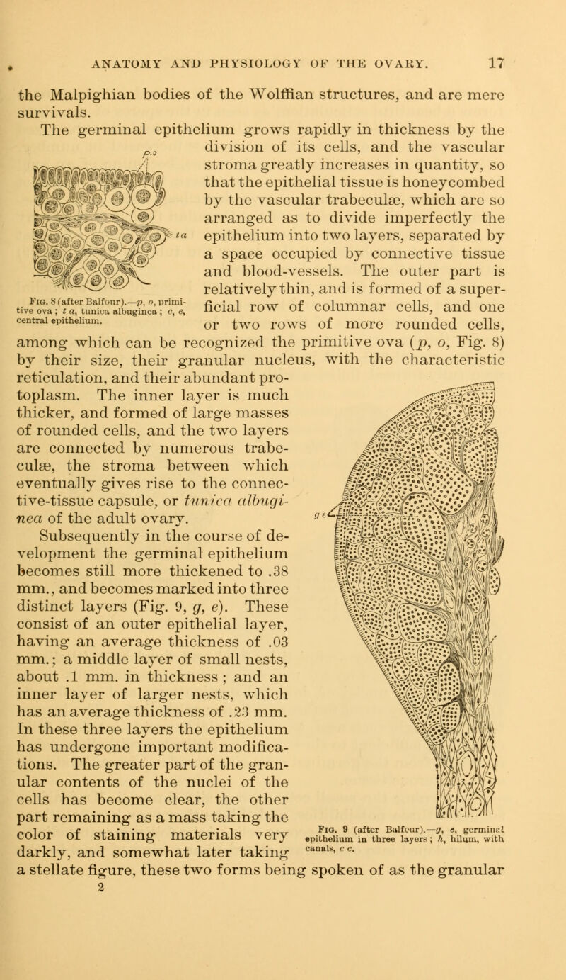 Pig. 8 (after Balfour).—p, n, primi tive ova ; t a, tunica albuginea ; c, e central epithelium. the Malpighian bodies of the Wolffian structures, and are mere survivals. The germinal epithelium grows rapidly in thickness by the division of its cells, and the vascular stroma greatly increases in quantity, so that the epithelial tissue is honeycombed by the vascular trabecule, which are so arranged as to divide imperfectly the epithelium into two layers, separated by a space occupied by connective tissue and blood-vessels. The outer part is relatively thin, and is formed of a super- ficial row of columnar cells, and one or two rows of more rounded cells, among which can be recognized the primitive ova (p, o, Fig. 8) by their size, their granular nucleus, with the characteristic reticulation, and their abundant pro- toplasm. The inner layer is much thicker, and formed of large masses of rounded cells, and the two layers are connected by numerous trabe- cule, the stroma between which eventually gives rise to the connec- tive-tissue capsule, or tunica albugi- nea of the adult ovary. Subsequently in the course of de- velopment the germinal epithelium becomes still more thickened to .38 mm., and becomes marked into three distinct layers (Fig. 9, g, e). These consist of an outer epithelial layer, having an average thickness of .03 mm.; a middle layer of small nests, about .1 mm. in thickness; and an inner layer of larger nests, which has an average thickness of .23 mm. In these three layers the epithelium has undergone important modifica- tions. The greater part of the gran- ular contents of the nuclei of the cells has become clear, the other part remaining as a mass taking the color of staining materials very darkly, and somewhat later taking a stellate figure, these two forms being spoken of as the granular 2 Fig. 9 (after Balfour).—0, <j, germinal epithelium in three layers; h, hilum, with canals, c c.