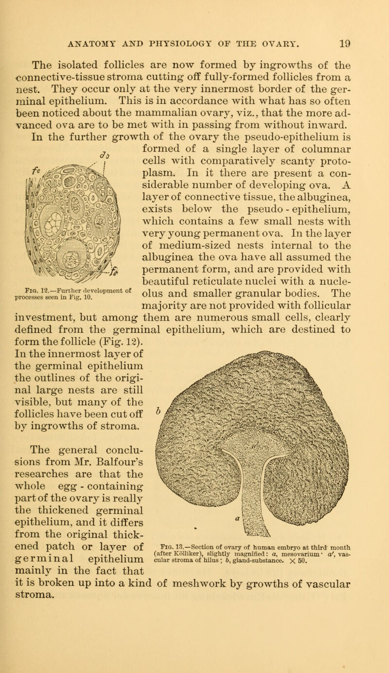 Fig. 12.—Further development of processes seen in Fig. 10. The isolated follicles are now formed by ingrowths of the connective-tissue stroma cutting off fully-formed follicles from a nest. They occur only at the very innermost border of the ger- minal epithelium. This is in accordance with what has so often been noticed about the mammalian ovary, viz., that the more ad- vanced ova are to be met with in passing from without inward. In the further growth of the ovary the pseudo-epithelium is formed of a single layer of columnar cells with comparatively scanty proto- plasm. In it there are present a con- siderable number of developing ova. A layer of connective tissue, the albuginea, exists below the pseudo - epithelium, which contains a few small nests with very young permanent ova. In the layer of medium-sized nests internal to the albuginea the ova have all assumed the permanent form, and are provided with beautiful reticulate nuclei with a nucle- olus and smaller granular bodies. The majority are not provided with follicular investment, but among them are numerous small cells, clearly defined from the germinal epithelium, which are destined to form the follicle (Fig. 12). In the innermost layer of the germinal epithelium the outlines of the origi- nal large nests are still visible, but many of the follicles have been cut off by ingrowths of stroma. The general conclu- sions from Mr. Balfour's researches are that the whole egg - containing part of the ovary is really the thickened germinal epithelium, and it differs from the original thick- ened patch Or layer Of Fig. 13.—Section of ovary of human embryo at third month i ... ,. (after Kolliker), slightly magnified: a, mesovarium* a', vas- germmal epithelium cular stroma of hilus ; b, gland-substance. X 50. mainly in the fact that it is broken up into a kind of meshwork by growths of vascular stroma.