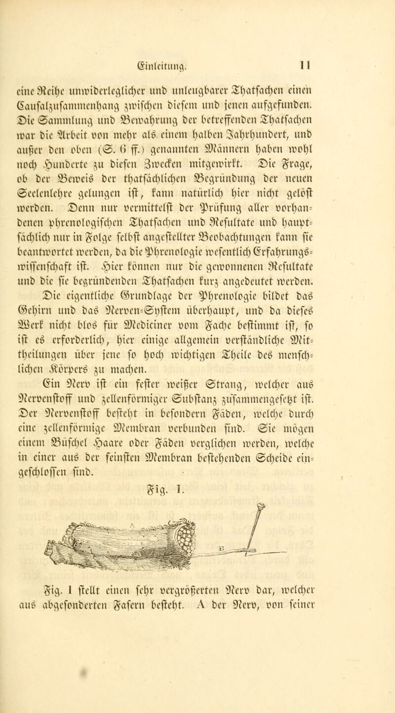 eine fiidi)c u\mnhcvU<\M)(v unb unleugbarer 5S;t)atfad^en einen 6aufaljufannnenl)anc^ junfc()en biefeni unb icnen aufc^efunben. Die ©ammlung unb ^etvat)run9 bei* bctreffenben S;t)atfarf)cn »rar bie 'iJlrbcit »cn mct)r ciU einem falben Sa^rt)unbert, unb au^er ben eben (©. ii ff.) genannten 9)?änncrn l)aben \vo\)\ nod) -Spunbcrte §u bicfcn 3ti?ccfen mitgciüirft. S)ic ^ragc, ob ber Beirciö ber tl)atfäd)l{cf)en S5egrünbung ber neuen iSeelenlel^re gelungen iff, fann natürlid) l)ier nid)t gelöjl jrcrben. ©enn nur ycrmitteff! ber ^Hüfung aller üorl)an= bcnen V'bvenclogtfcben 3;i)atfad)en unb 9?efultate unb ijaupU fäd)ltd) nur in J^olge felbjlt angejlcllter S3eobad)tungen fann fic bcantircrfet irerbcn, ta bie^>l)renplpgie vrefentlid) (5rfal)rungö= antjenfdiaft ifl. vV)ier fijnnen nur t)ic gewonnenen Siefultatc unb bie fte begrünbenben S!^atfad)cn furj angebeutet rücrben. Die eigentl{d)e ©runblage ber ^l)rcnologie bilbet tta^ ®el)irn unb 'Oa^ 9?ert)en=@t;fTem übcrl)aupt, unb ha biefe^ Söerf nid)t bio^ für 9)?cbiciner üom 5^ad)c befümmt i|!, fo ift: eö erforberlid}, l)icr einige allgemein t)erj!änblid)c S)?it= tl)eitungen über jene fo ^od) irid)tigen 3;i)cile beö menfd^= lid)en i^örper^ ju mad)en. 6in 9Zero ift ein feftcr weif er ©trang, wclclier au^ 9?erücnftoff unb j^ellenförmigcr ©ubjltanj jufammcngefe^t ift. Der i)?erocn|!off beftcl)t in befonbcrn ^äbcn, weld)e burd) eine zellenförmige SOfembran oerbunben finb. @ie mcigen einem S3üfd)el Jypaare ober J^äben üerglid)en werben, weld)c in einer auö ber feinj^en S)?cmbran bej!e^enben @d)e{be ein= gefd)loffcn finb. Sig. 1. ^ig. 1 ftellt einen fcl)r »ergröferten 9?erü bar, weld)er am abgefonberten gafern bej!el)t. A ber 9?erö, t)on feiner