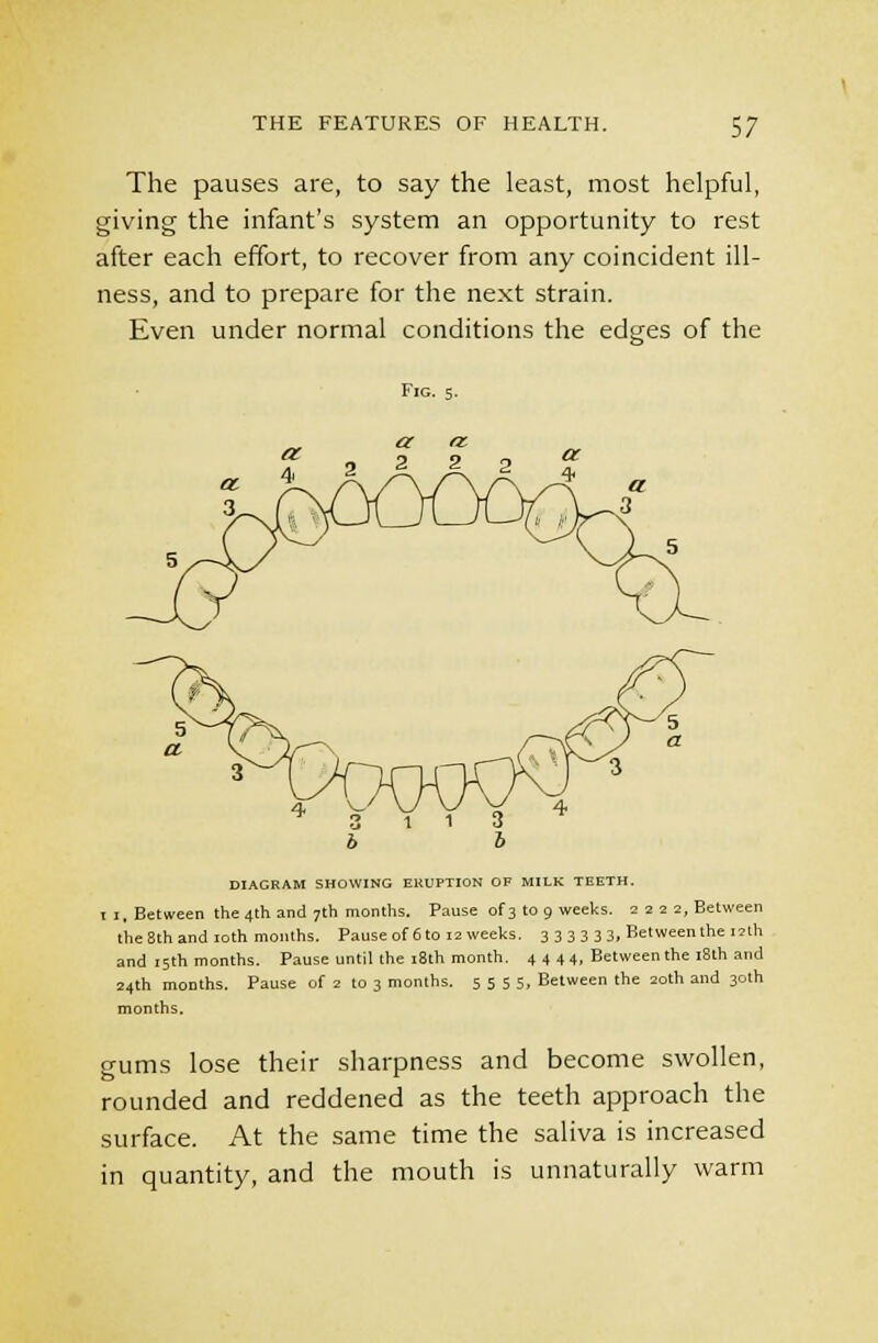 The pauses are, to say the least, most helpful, giving the infant's system an opportunity to rest after each effort, to recover from any coincident ill- ness, and to prepare for the next strain. Even under normal conditions the edges of the Fig. 5. DIAGRAM SHOWING EKUPTION OF MILK TEETH. I I, Between the 4th and 7th months. Pause of 3 to 9 weeks. 2222, Between the 8th and 10th months. Pause of 6 to 12 weeks. 3 3 3 3 3 3, Between the 12th and 15th months. Pause until the 18th month. 4444, Between the 18th and 24th months. Pause of 2 to 3 months. 5 5 5 S, Between the 20th and 30th months. gums lose their sharpness and become swollen, rounded and reddened as the teeth approach the surface. At the same time the saliva is increased in quantity, and the mouth is unnaturally warm