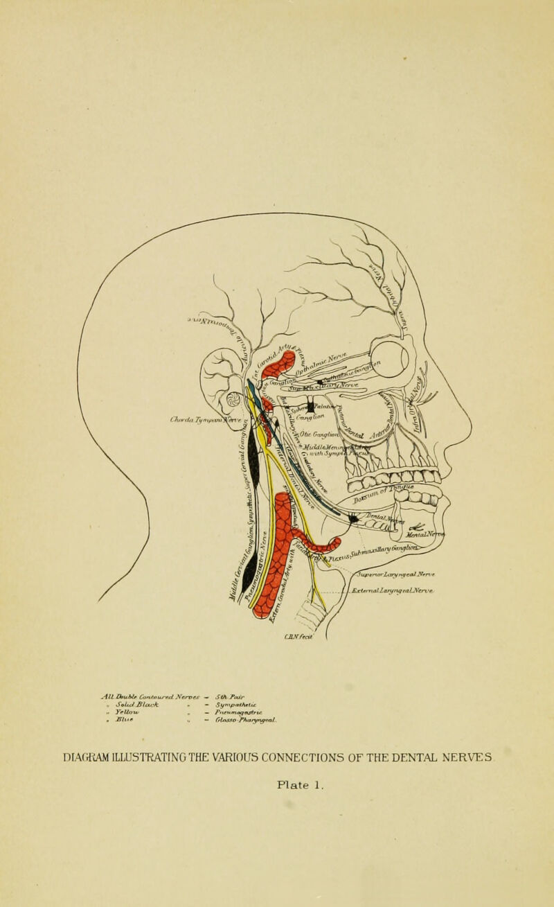 . Slitr — fitatro-ffia/yr^/ial DIAGRAM ILLUSTRATING THE VARIOUS CONNECTIONS OF THE DENTAL NERVES Plate 1.