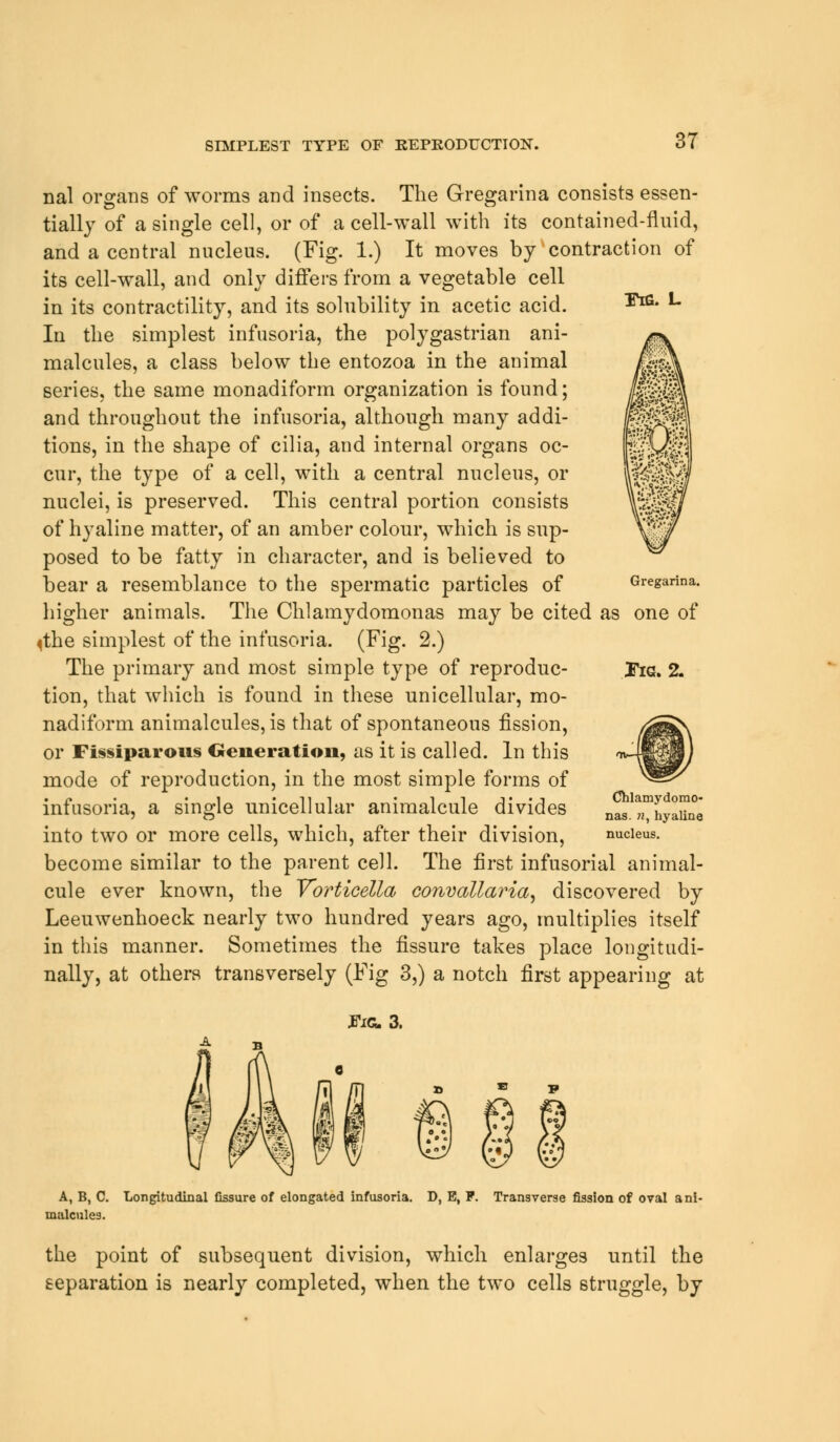 SIMPLEST TYPE OF REPRODUCTION. FiG. L nal organs of worms and insects. The Gregarina consists essen- tially of a single cell, or of a cell-wall with its contained-fluid, and a central nucleus. (Fig. 1.) It moves by contraction of its cell-wall, and only differs from a vegetable cell in its contractility, and its solubility in acetic acid. In the simplest infusoria, the poly gas trian ani- malcules, a class below the entozoa in the animal series, the same monadiform organization is found; and throughout the infusoria, although many addi- tions, in the shape of cilia, and internal organs oc- cur, the type of a cell, with a central nucleus, or nuclei, is preserved. This central portion consists of hyaline matter, of an amber colour, which is sup- posed to be fatty in character, and is believed to bear a resemblance to the spermatic particles of higher animals. The Chlamydomonas may be cited as one of <the simplest of the infusoria. (Fig. 2.) The primary and most simple type of reproduc- tion, that which is found in these unicellular, mo- nadiform animalcules, is that of spontaneous fission, or Fissiparous Generation, as it is called. In this mode of reproduction, in the most simple forms of infusoria, a single unicellular animalcule divides into two or more cells, which, after their division, become similar to the parent cell. The first infusorial animal- cule ever known, the Vorticella convallaria, discovered by Leeuwenhoeck nearly two hundred years ago, multiplies itself in this manner. Sometimes the fissure takes place longitudi- nally, at others transversely (Fig 3,) a notch first appearing at Gregarina. Pig. 2. Chlamydomo- nas. n, hyaline nucleus. .Fig. 3. A, B, C. malcules. Longitudinal fissure of elongated infusoria. D, E, P. Transverse fission of oval ani- the point of subsequent division, which enlarges until the separation is nearly completed, when the two cells struggle, by