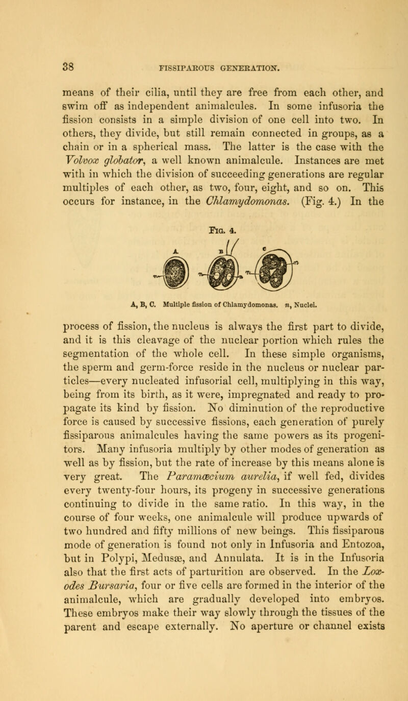 means of their cilia, until they are free from each other, and swim off as independent animalcules. In some infusoria the fission consists in a simple division of one cell into two. In others, they divide, but still remain connected in groups, as a chain or in a spherical mass. The latter is the case with the Volvox globator, a well known animalcule. Instances are met with in which the division of succeeding generations are regular multiples of each other, as two, four, eight, and so on. This occurs for instance, in the Chlamydomonas. (Fig. 4.) In the Fia. 4. A, B, C. Multiple fission of Chlamydomonas. », Nuclei. process of fission, the nucleus is always the first part to divide, and it is this cleavage of the nuclear portion which rules the segmentation of the whole cell. In these simple organisms, the sperm and germ-force reside in the nucleus or nuclear par- ticles—every nucleated infusorial cell, multiplying in this way, being from its birth, as it were, impregnated and ready to pro- pagate its kind by fission. No diminution of the reproductive force is caused by successive fissions, each generation of purely fissiparous animalcules having the same powers as its progeni- tors. Many infusoria multiply by other modes of generation as well as by fission, but the rate of increase by this means alone is very great. The Paramecium aurelia, if well fed, divides every twenty-four hours, its progeny in successive generations continuing to divide in the same ratio. In this way, in the course of four weeks, one animalcule will produce upwards of two hundred and fifty millions of new beings. This fissiparous mode of generation is found not only in Infusoria and Entozoa, but in Polypi, Medusae, and Annulata. It is in the Infusoria also that the first acts of parturition are observed. In the Zox- odes Bursaria, four or five cells are formed in the interior of the animalcule, which are gradually developed into embryos. These embryos make their way slowly through the tissues of the parent and escape externally. No aperture or channel exists