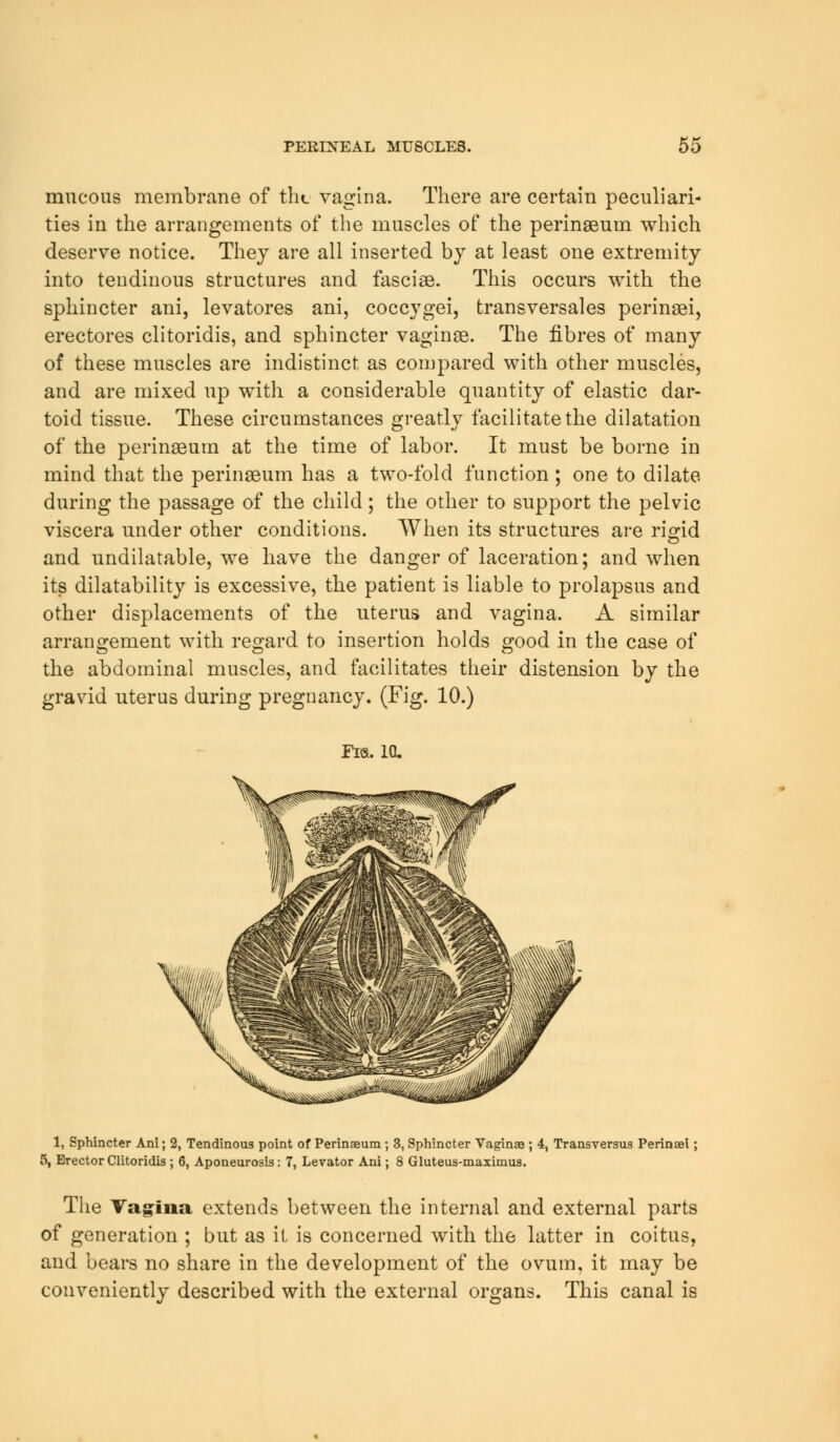 mucous membrane of tht vagina. There are certain peculiari- ties in the arrangements of the muscles of the perinseum which deserve notice. They are all inserted by at least one extremity into tendinous structures and fasciae. This occurs with the sphincter ani, levatores ani, coccygei, transversales perinsei, erectores clitoridis, and sphincter vaginae. The fibres of many of these muscles are indistinct as compared with other muscles, and are mixed up with a considerable quantity of elastic dar- toid tissue. These circumstances greatly facilitate the dilatation of the perinseum at the time of labor. It must be borne in mind that the perinseum has a two-fold function; one to dilate during the passage of the child; the other to support the pelvic viscera under other conditions. When its structures are rigid and undilatable, we have the danger of laceration; and when its dilatability is excessive, the patient is liable to prolapsus and other displacements of the uterus and vagina. A similar arrangement with regard to insertion holds good in the case of the abdominal muscles, and facilitates their distension by the gravid uterus during pregnancy. (Fig. 10.) Fra. 10. 1, Sphincter Ani; 2, Tendinous point of Perinaeum ; 3, Sphincter Vaginae ; 4, Transversus Perinaei; 5, Erector Clitoridis ; 6, Aponeurosis: 7, Levator Ani; 8 Gluteus-maximus. The Vagina extends between the internal and external parts of generation ; but as it is concerned with the latter in coitus, and bears no share in the development of the ovum, it may be conveniently described with the external organs. This canal is