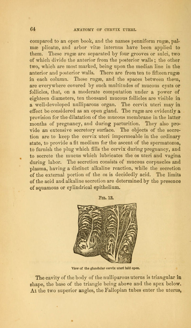 compared to an open book, and the names penniform rugae, pal- mae plicatae, and arbor vitae interims have been applied to them. These rugae are separated by four grooves or sulci, two of which divide the anterior from the posterior walls ; the other two, which are most marked, being upon the median line in the anterior and posterior walls. There are from ten to fifteen rugae in each column. These rugae, and the spaces between them, are everywhere covered by such multitudes of mucous cysts or follicles, that, on a moderate computation under a power of eighteen diameters, ten thousand mucous follicles are visible in a well-devoloped nulliparous organ. The cervix uteri may in effect be considered as an open gland. The rugae are evidently a provision for the dilatation of the mucous membrane in the latter months of pregnancy, and during parturition. They also pro- vide an extensive secretory surface. The objects of the secre- tion are to keep the cervix uteri impermeable in the ordinary state, to provide a lit medium for the ascent of the spermatozoa, to furnish the plug which fills the cervix during pregnancy, and to secrete the mucus which lubricates the os uteri and vagina during labor. The secretion consists of mucous corpuscles and plasma, having a distinct alkaline reaction, while the secretion of the external portion of the os is decidedly acid. The limits of the acid and alkaline secretion are determined by the presence of squamous or cylindrical epithelium. Frs,13. View of the glandular cervix uteri laid open. The cavity of the body of the nulliparous uterus is triangular in Bhape, the base of the triangle being above and the apex below. At the two superior angles, the Fallopian tubes enter the uterus,