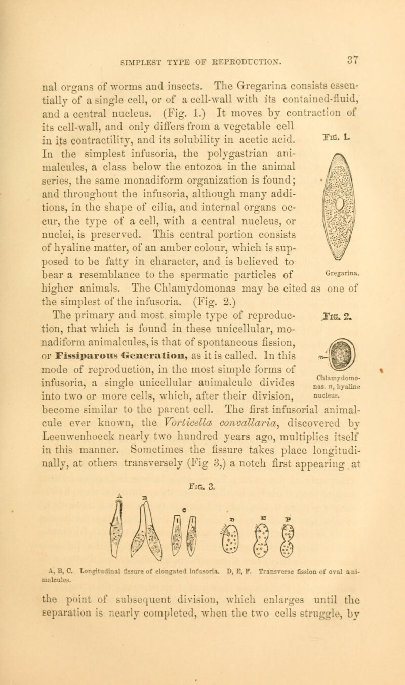 SIMPLEST TYPE OF REPRODUCTION, Tig. L nal organs of worms and insects. The Gregarina consists essen- tiallv of a single cell, or of a cell-wall with its contained-fluid, and a central nucleus. (Fig. 1.) It moves by contraction of its cell-wall, and only differs from a vegetable cell in its contractility, and its solubility in acetic acid. In the simplest infusoria, the polygastrian ani- malcules, a class below the entozoa in the animal series, the same monadiform organization is found; and throughout the infusoria, although many addi- tions, in the shape of cilia, and internal organs oc- cur, the type of a cell, with a central nucleus, or nuclei, is preserved. This central portion consists of hyaline matter, of an amber colour, which is sup- posed to be fatty in character, and is believed to bear a resemblance to the spermatic particles of higher animals. The Chlamydomonas may be cited as one of the simplest of the infusoria. (Fig. 2.) The primary and most simple type of reproduc- tion, that which is found in these unicellular, mo- nadiform animalcules, is that of spontaneous fission, or Fissiparous Generation, as it is called. In this mode of reproduction, in the most simple forms of infusoria, a single unicellular animalcule divides into two or more cells, which, after their division, become similar to the parent cell. The first infusorial animal- cule ever known, the Yortlcella convallaria, discovered by Leeuwenhoeck nearly two hundred years ago, multiplies itself in this manner. Sometimes the fissure takes place longitudi- nally, at others transversely (Fig 3,) a notch first appearing at Gregarina. Pieu2. Chlainydomo- nas. n, hyaline nucleus. Fig. A, B, C Longitudinal fissure of elongated infusoria. D, E, P. Transverse fission of oval ani- imilcule-j. the point of subsequent division, which enlarges until the reparation is nearly completed, when the two cells struggle, by