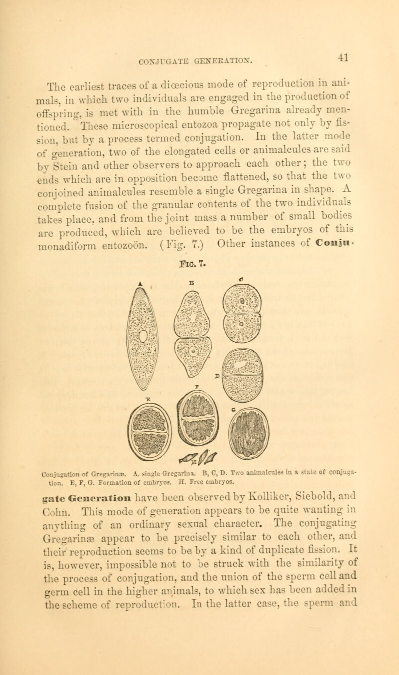 CONJ VC,ATE GEN KHATION. The earliest traces of a dioecious mode of reproduction in ani- mals, in which two individuals are engaged in the production of offspring, is met with in the humble Gregarina already men- tioned. These microscopical entozoa propagate not only !■; Bion, but by a process termed conjugation. In the latter mode aeration, two of the elongated cells or animalcules are said by Stein and other observers to approach each other; the two ends which are in opposition become flattened, so that the two conjoined animalcules resemble a single Gregarina in shape. A complete fusion of the granular contents of the two individuals takes place, and from the joint mass a number of small bodies are produced, which are believed to be the embryos of this monadiform entozoon. (Fig. T.) Other instances of Conjn Fig. 7. Conjugation of Gregarina?. A. single Gregarina. B, C, D. Tvro animalcules in a state of C tion. E, F, G. Formation of embryos. EL Free embryos. gate Generation have been observed by Kolliker, Siebold, and Cohn. This mode of generation appears to be quite wanting in anything of an ordinary sexual character. The conjugating Gregarina3 appear to be precisely similar to each other, and their reproduction seems to be by a kind of duplicate fission. It is, however, impossible not to be struck with the similarity of the process of conjugation, and the union of the sperm cell and germ cell in the higher animals, to which sex has been added in the scheme of reproduction. In the latter case, the sperm and