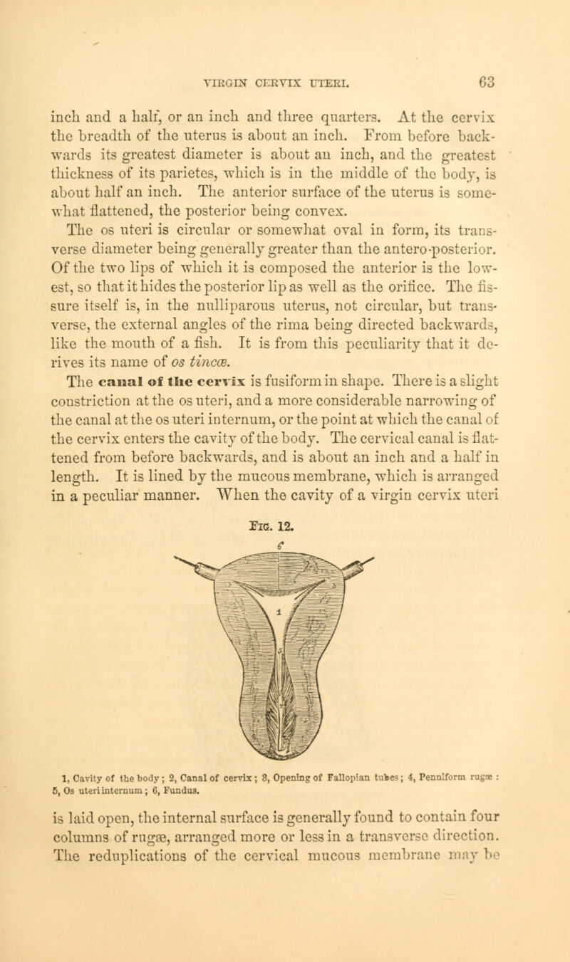 inch and a half, or an inch and three quarters. At the cervix the breadth of the uterus is about an inch. From before back- wards its greatest diameter is about an inch, and the greatest thickness of its parietes, which is in the middle of the body, is about half an inch. The anterior surface of the uterus is some- what flattened, the posterior being convex. The os uteri is circular or somewhat oval in form, its trans- verse diameter being generally greater than the anteroposterior. Of the two lips of which it is composed the anterior is the low- est, so that it hides the posterior lip as well as the orifice. The fis- sure itself is, in the nulliparous uterus, not circular, but trans- verse, the external angles of the rima being directed backward.-, like the mouth of a fish. It is from this peculiarity that it de- rives its name of os tincce. The canal of the cervix is fusiform in shape. There is a slight constriction at the os uteri, and a more considerable narrowing of the canal at the os uteri internum, or the point at which, the canal of the cervix enters the cavity of the body. The cervical canal is flat- tened from before backwards, and is about an inch and a half in length. It is lined by the mucous membrane, which is arranged in a peculiar manner. When the cavity of a virgin cervix uteri 1, Cavity of the body ; 2, Canal of cervix ; 3, Opening of Fallopian tubes ; 4, Penniform rugae : 5, Os uteri internum ; C, Fundus. is laid open, the internal surface is generally found to contain four columns of rngse, arranged more or less in a transverse direction. The reduplications of the cervical mucous membrane may be