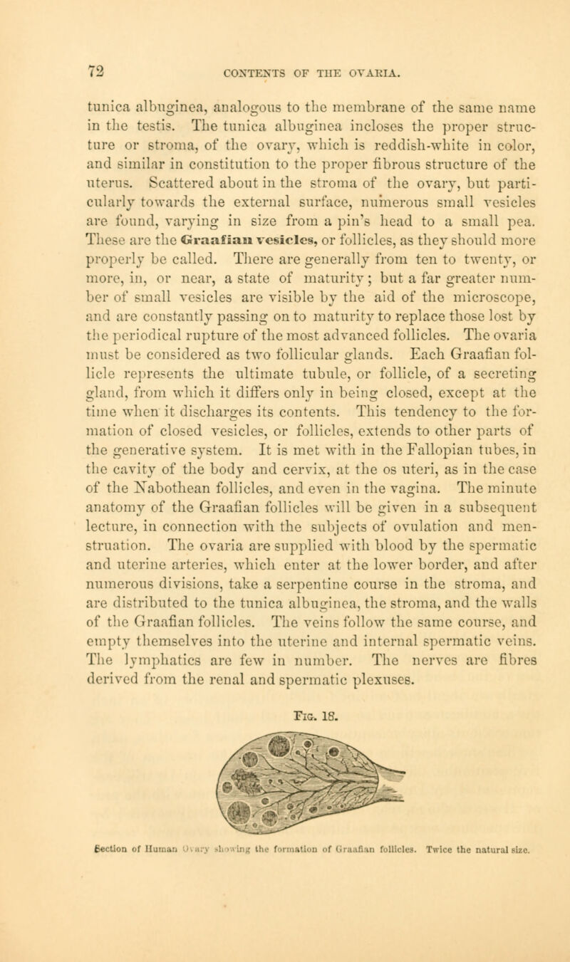 tunica albuginea, analogous to the membrane of the same name in the testis. The tunica albuginea incloses the proper struc- ture or stroma, of the ovary, which is reddish-white in color, and similar in constitution to the proper fibrous structure of the uterus. Scattered about in the stroma of the ovary, but parti- cularly towards the external surface, numerous small vesicles are found, varying in size from a pin's head to a small pea. These are the Graafian vesicle§, or follicles, as they should more properly be called. There are generally from ten to twenty, or more, in, or near, a state of maturity ; but a far greater num- ber of small vesicles are visible by the aid of the microscope, and are constantly passing on to maturity to replace those lost by the periodical rupture of the most advanced follicles. The ovaria must be considered as two follicular glands. Each Graafian fol- licle represents the ultimate tubule, or follicle, of a secreting gland, from which it differs only in being closed, except at the time when it discharges its contents. This tendency to the for- mation of closed vesicles, or follicles, extends to other parts of the generative system. It is met with in the Fallopian tubes, in the cavity of the body and cervix, at the os uteri, as in the case of the Xabothean follicles, and even in the vagina. The minute anatomy of the Graafian follicles will be given in a subsequent lecture, in connection with the subjects of ovulation and men- struation. The ovaria are supplied with blood by the spermatic and uterine arteries, which enter at the lower border, and after numerous divisions, take a serpentine course in the stroma, and are distributed to the tunica albuginea, the stroma, and the walls of the Graafian follicles. The veins follow the same course, and empty themselves into the uterine and internal spermatic veins. The lymphatics are few in number. The nerves are fibres derived from the renal and spermatic plexuses. Tig. 18. Section of Human itlOD of (iraafian Collides. Twice the natural size.