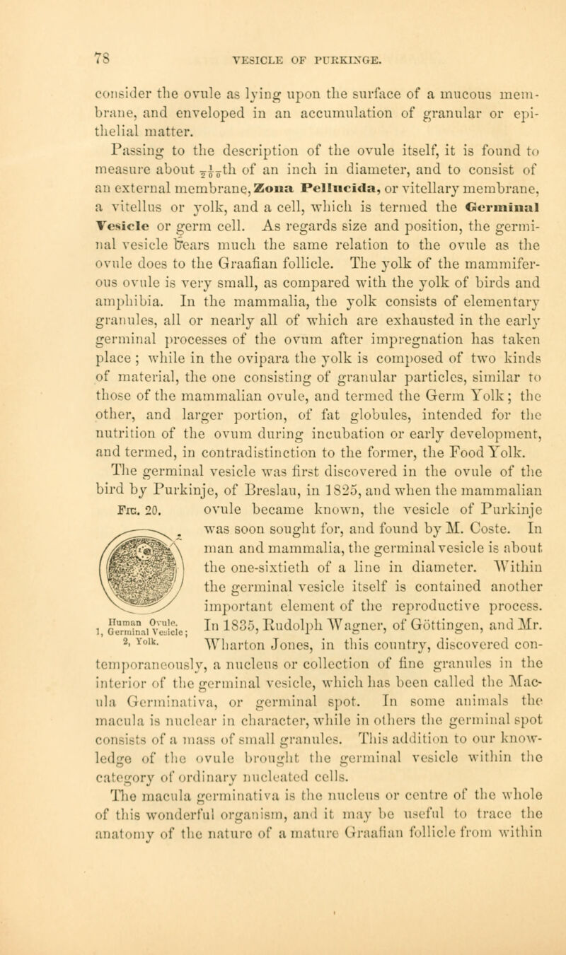 7S VESICLE OF PUIIKIXGE. consider the ovule as lying upon the surface of a mucous mem- brane, and enveloped in an accumulation of granular or epi- thelial matter. Passing to the description of the ovule itself, it is found to measure about 5^Tth of an inch in diameter, and to consist of an external membrane, Zona Pellucida, or vitellary membrane, a vitellus or yolk, and a cell, which is termed the Germinal Vesicle or germ cell. As regards size and position, the germi- nal vesicle tears much the same relation to the ovule as the ovule does to the Graafian follicle. The yolk of the mammifer- ous ovule is very small, as compared with the yolk of birds and amphibia. In the mammalia, the yolk consists of elementary granules, all or nearly all of which are exhausted in the early germinal processes of the ovum after impregnation has taken place ; while in the ovipara the yolk is composed of two kinds of material, the one consisting of granular particles, similar to those of the mammalian ovule, and termed the Germ Yolk; the other, and larger portion, of fat globules, intended for the nutrition of the ovum during incubation or early development, and termed, in contradistinction to the former, the Food Yolk. The germinal vesicle was first discovered in the ovule of the bird by Purkinje, of Breslau, in 1S25, and when the mammalian Fig. 20. ovule became known, the vesicle of Purkinje was soon sought for, and found by M. Coste. In man and mammalia, the germinal vesicle is about, the one-sixtieth of a line in diameter. Within the germinal vesicle itself is contained another important element of the reproductive process. i, GcUSai°\v!cic- In 1835> Rudolph Wagner, of Gottingen, and Mr. 2, Yoik. Wharton Jones, in this country, discovered con- temporaneously, a nucleus or collection of fine granules in the interior of the germinal vesicle, which has been called the Mac- ula. Germinativa, or germinal spot. In some animals the macula is nuclear in character, while in others the germinal spot consists of a mass of small granules. This addition to our know- • of the ovule brought the germinal vesicle within the category of ordinary nucleated cells. The macula germinativa IS the nucleus or centre of the whole of this wonderful organism, and it may be useful to trace the anatomy of the nature of a mature Graafian follicle from within