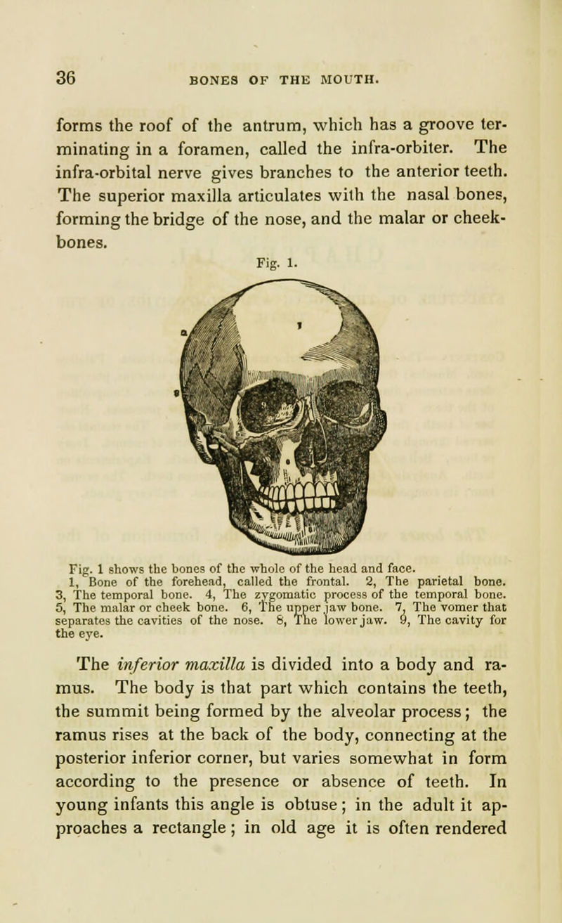 forms the roof of the antrum, which has a groove ter- minating in a foramen, called the infra-orbiter. The infra-orbital nerve gives branches to the anterior teeth. The superior maxilla articulates with the nasal bones, forming the bridge of the nose, and the malar or cheek- bones. Fig. 1. Fig. 1 shows the bones of the whole of the head and face. 1, Bone of the forehead, called the frontal. 2, The parietal bone. 3, The temporal bone. 4, The zygomatic process of the temporal bone. 5, The malar or cheek bone. 6, The upper jaw bone. 7, The vomer that separates the cavities of the nose. 8, Tne lower jaw. 9, The cavity for the eye. The inferior maxilla is divided into a body and ra- mus. The body is that part which contains the teeth, the summit being formed by the alveolar process; the ramus rises at the back of the body, connecting at the posterior inferior corner, but varies somewhat in form according to the presence or absence of teeth. In young infants this angle is obtuse; in the adult it ap- proaches a rectangle; in old age it is often rendered