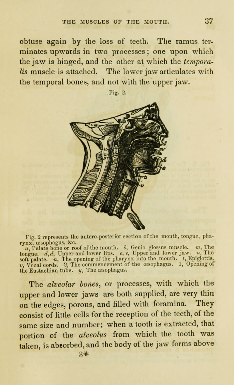 obtuse again by the loss of teeth. The ramus ter- minates upwards in two processes; one upon which the jaw is hinged, and the other at which the tempora- lis muscle is attached. The lower jaw articulates with the temporal bones, and not with the upper jaw. Fig. 2. Fig. 2 represents the antero-posterior section of the mouth, tongue, pha- rynx, oesophagus, &c. a, Palate bone or roof of the mouth. 6, Genio glossus muscle, m, The tongue. <!, d, Upper and lower lips. «,«, Upper and lower jaw. », The soft palate. «, The opening of the pharynx into the mouth. «, Epiglottis. v, Vocal cords. 2, The commencement of the oesophagus. 1, Opening of the Eustachian tube, y, The oesophagus. The alveolar bones, or processes, with which the upper and lower jaws are both supplied, are very thin on the edges, porous, and filled with foramina. They consist of little cells for the reception of the teeth, of the same size and number; when a tooth is extracted, that portion of the alveolus from which the tooth was taken, is absorbed, and the body of the jaw forms above 3*