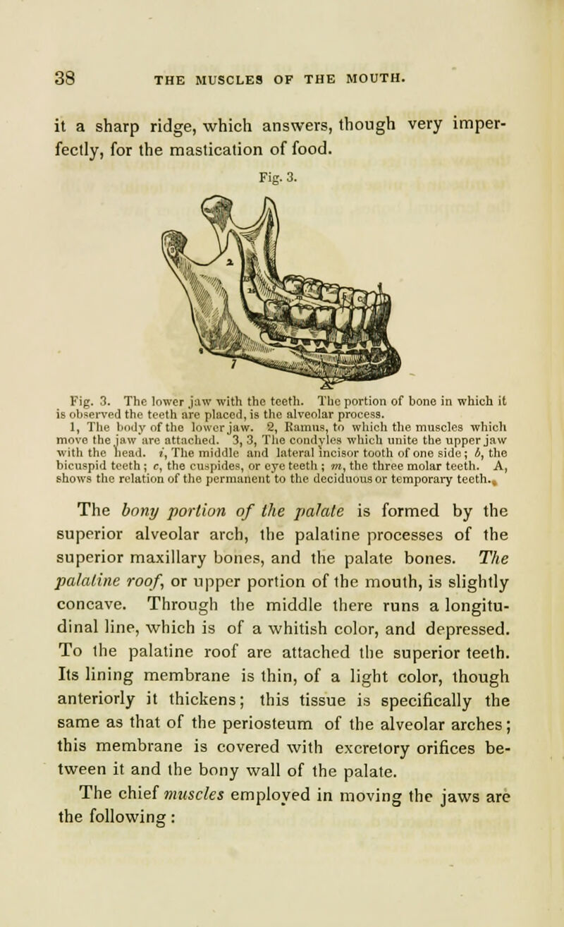 it a sharp ridge, which answers, though very imper- fectly, for the mastication of food. Fig. 3. Fig. 3. The lower jaw with the teeth. The portion of bone in which it is observed the teeth are placed, is the alveolar process. 1, The body of the lower jaw. 2, Ramus, to which the muscles which move the jaw'are attached. 3, 3, The condyles which unite the upper jaw with the head. t, The middle and lateral incisor tooth of one side ; 6, the bicuspid teeth ; c, the cuspides, or eye teeth ; m, the three molar teeth. A, shows the relation of the permanent to the deciduous or temporaiy teeth.. The bony portion of the palate is formed by the superior alveolar arch, the palatine processes of the superior maxillary bones, and the palate bones. The palatine roof, or upper portion of the mouth, is slightly concave. Through the middle there runs a longitu- dinal line, which is of a whitish color, and depressed. To the palatine roof are attached the superior teeth. Its lining membrane is thin, of a light color, though anteriorly it thickens; this tissue is specifically the same as that of the periosteum of the alveolar arches; this membrane is covered with excretory orifices be- tween it and the bony wall of the palate. The chief muscles employed in moving the jaws are the following: