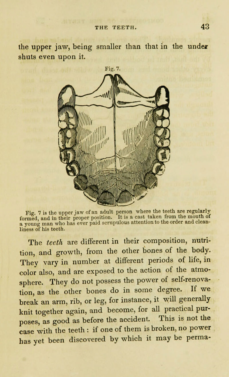 the upper jaw, being smaller than that in the under shuts even upon it. Fig. 7. Fie 7 is the upper jaw of an adult person where the teeth are regularly formed and in their proper position. It is a cast taken from the mouth of a young man who has ever paid scrupulous attention to the order and clean- liness of his teeth. The teeth are different in their composition, nutri- tion, and growth, from the other bones of the body. Thev vary in number at different periods of life, in color also, and are exposed to the action of the atmo- sphere. They do not possess the power of self-renova- tion, as the other bones do in some degree. If we break an arm, rib, or leg, for instance, it will generally knit together again, and become, for all practical pur- poses, as good as before the accident. This is not the case with the teeth : if one of them is broken, no power has yet been discovered by which it may be perma-