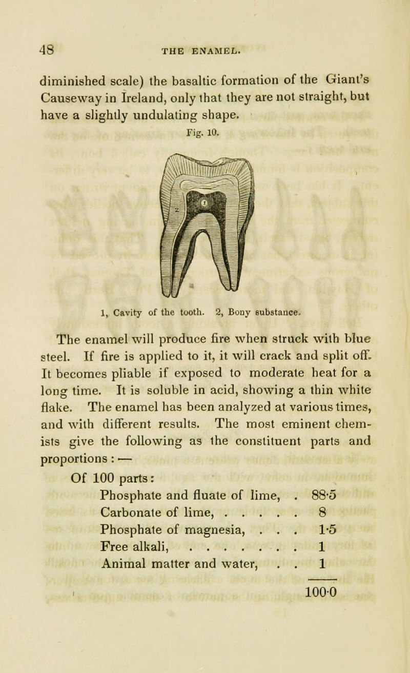 diminished scale) the basaltic formation of the Giant's Causeway in Ireland, only that they are not straight, but have a slightly undulating shape. Fig. 10. 1, Cavity of the tooth. 2, Bony substance. The enamel will produce fire when struck with blue steel. If fire is applied to it, it will crack and split off. It becomes pliable if exposed to moderate heat for a long time. It is soluble in acid, showing a thin white flake. The enamel has been analyzed at various times, and with different results. The most eminent chem- ists give the following as the constituent parts and proportions: — Of 100 parts: Phosphate and fluate of lime, . 88'5 Carbonate of lime, 8 Phosphate of magnesia, . . . 1-5 Free alkali, 1 Animal matter and water, . . 1 1000