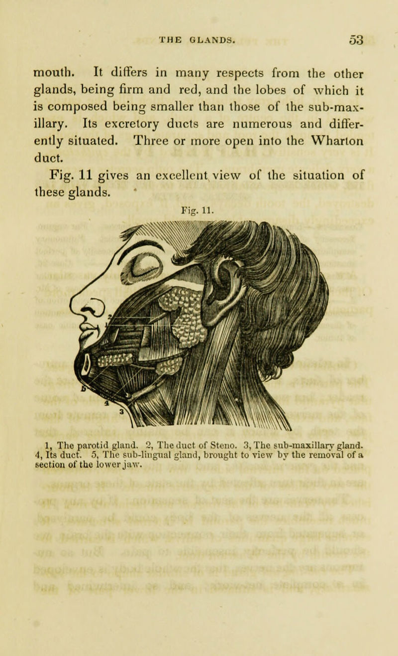 mouth. It differs in many respects from the other glands, being firm and red, and the lobes of which it is composed being smaller than those of the sub-max- illary. Its excretory ducts are numerous and differ- ently situated. Three or more open into the Wharton duct. Fig. 11 gives an excellent view of the situation of these glands. Fig. H. 1, The parotiil gland. 2, The duct of Steno. 3, The sub-maxillary gland. 4, Its duct. 5, The sub-lingual gland, brought to view by the removal of a section of the lower jaw.