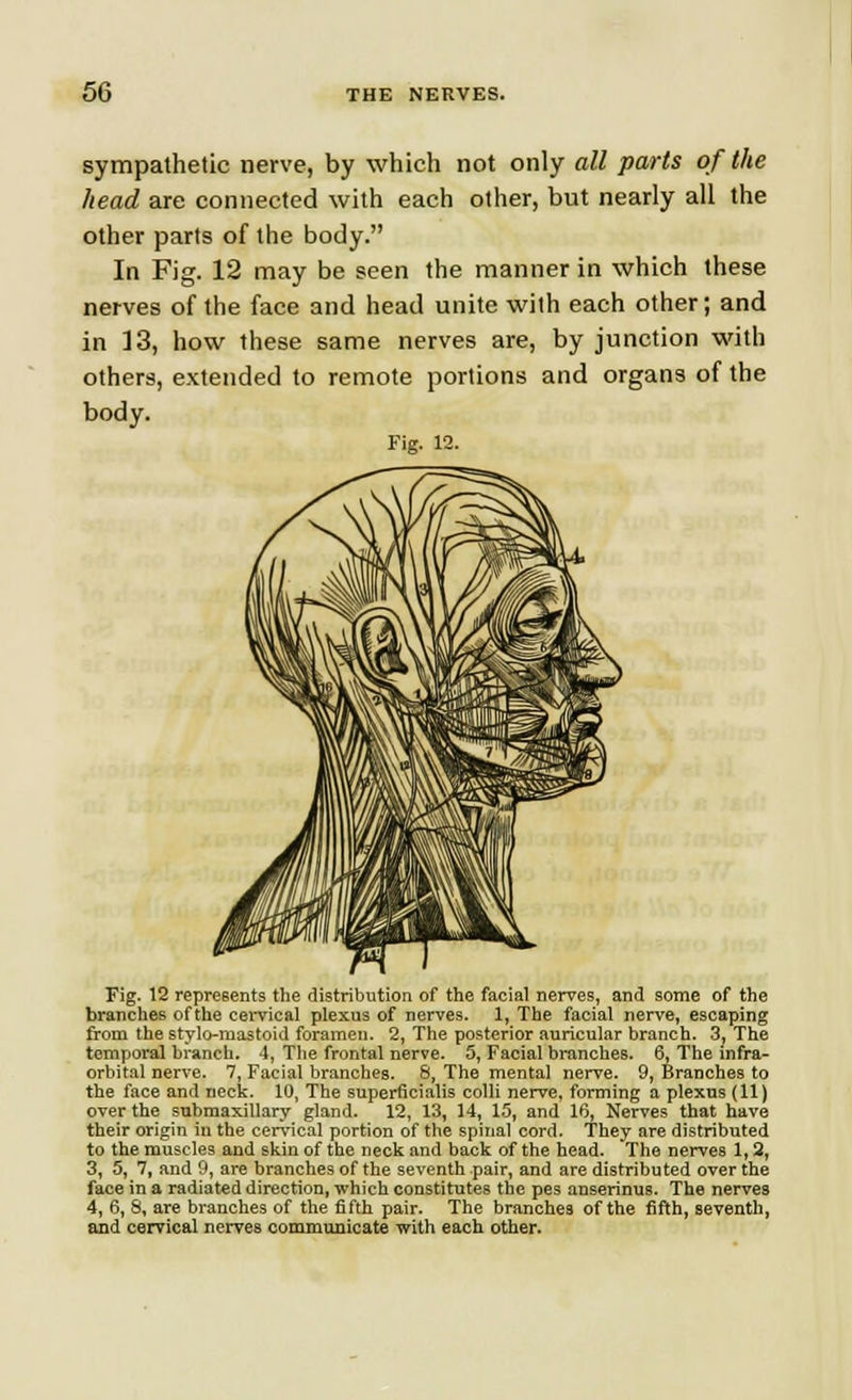 sympathetic nerve, by which not only all parts of the head are connected with each other, but nearly all the other parts of the body. In Fig. 12 may be seen the manner in which these nerves of the face and head unite with each other; and in 13, how these same nerves are, by junction with others, extended to remote portions and organs of the body. Fig. 12. Fig. 12 represents the distribution of the facial nerves, and some of the branches of the cervical plexus of nerves. 1, The facial nerve, escaping from the stylo-mastoid foramen. 2, The posterior auricular branch. 3, The temporal branch. 4, The frontal nerve. 5, Facial branches. 6, The infra- orbital nerve. 7, Facial branches. S, The mental nerve. 9, Branches to the face and neck. 10, The superficialis colli nerve, forming a plexus (11) over the submaxillary gland. 12, 13, 14, 15, and 16, Nerves that have their origin in the cervical portion of the spinal cord. They are distributed to the muscles and skin of the neck and back of the head. The nerves 1,2, 3, 5, 7, and 9, are branches of the seventh pair, and are distributed over the face in a radiated direction, which constitutes the pes anserinus. The nerves 4, 6, 8, are branches of the fifth pair. The branches of the fifth, seventh, and cervical nerves communicate with each other.