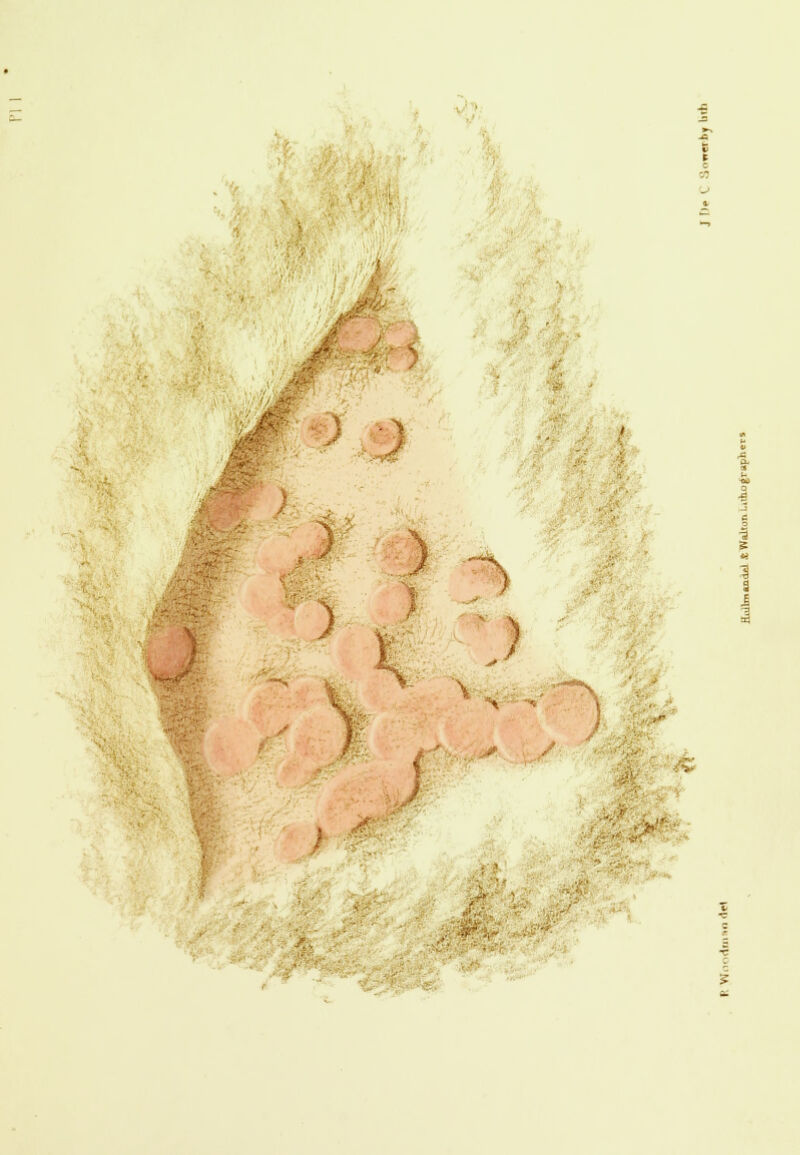 • \ ) ;.) i 1 9 | ■-.y^'