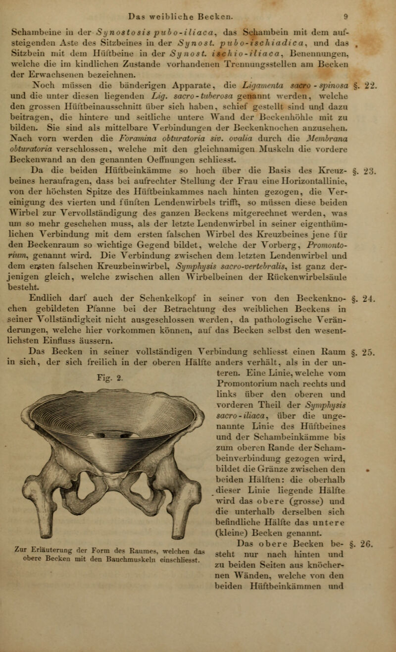 Schambeine in d stosis pul o-iliaca. das Schambein mit dem auf- igenden A Sitzbeines in der SynosL pubo-fkehiadica, und das Sitzbein mit dein Hüftbeine in der Synost. isclt* - '. Benennungen, welche die im kindlichen Zustande vorhandenen Trennungsstellen am Becken der Erwachsenen bezeichnen. Noch müssen die bänderigen Apparate, die Ligamenta nosa und die unter diesen liegenden Lig. sacro-tuberosa genannt werden, welche den grossen Hüftbeinaussclmitt über sich haben, schief gestellt Bind und dazu beitragen, die hintere und seitliche untere Wand der Beckenhöhle mit zu bilden. Sie sind als mittelbare Verbindungen der Beckenknochen anzuseilen. Nach vorn werden die Foramina obturatoria siv. oualia durch die Membrana obturatoria verschlossen, welche mit den gleichnamigen Muskeln die vordere Beckenwand an den genannten Oeffnungen schüesst Da die beiden Hüftbeinkamme so hoch über die V>a<\< des Kreuz- beines herantragen, dass bei aufrechter Stellung der Frau eine Ilorizontallinie. von der höchsten Spitze des Hüftbeinkammes nach hinten gezogen, die Ver- einigung des vierten und fünften Lendenwirbels trifft, so müssen diese beiden Wirbel zur Vervollständigung des ganzen Beckens mitgerechnet werden, was um so mehr geschehen muss, als der letzte Lendenwirbel in seiner eigentüm- lichen Verbindung mit dem ersten falschen Wirbel des Kreuzbeines jene fin- den Beckenraum so wichtige Gegend bildet, welche der Vorberg, Promonto- rium, genannt wird. Die Verbindung zwischen dem letzten Lendenwirbel und dem ersten falschen Kreuzbeinwirbel, Symphysis sacro-vertebralis, ist ganz der- jenigen gleich, welche zwischen allen Wirbelbeinen der Rückenwirbelsäule besteht. Endlich darf auch der Schenkelkopf in seiner von den Beckenkno- chen gebildeten Pfanne bei der Betrachtung des weiblichen Beckens in seiner Vollständigkeit nicht ausgeschlossen werden, da pathologische Verän- derungen, welche hier vorkommen können, auf das Becken selbst den wesent- lichsten Einnuss äussern. Das Becken in seiner vollständigen Verbindung schliesst einen Raum in sich, der sich freilich in der oberen Hälfte anders verhält, als in der un- teren. Eine Linie, welche vom Promontorium nach rechts und links über den oberen und vorderen Theil der Symphysis sacro - iliaca, über die unge- nannte Linie des Hüftbeines und der Schambeinkämme bis zum oberen Rande der Scham- beinverbindung gezogen wird, bildet die Gränze zwischen den beiden Hälften: die oberhalb dieser Linie liegende Hälfte wird das obere (grosse) und die unterhalb derselben sich befindliche Hälfte das untere (kleine) Becken genannt. Das obere Becken be- steht nur nach hinten und zu beiden Seiten aas knöcher- nen Wänden, welche von den beiden Hüftbeinkämmen und Fig. 2. 24. >. 25. Zur Erläuterung der Form des Raumes, welchen das obere Becken mit den Bauchmuskeln einschlu j. 26.